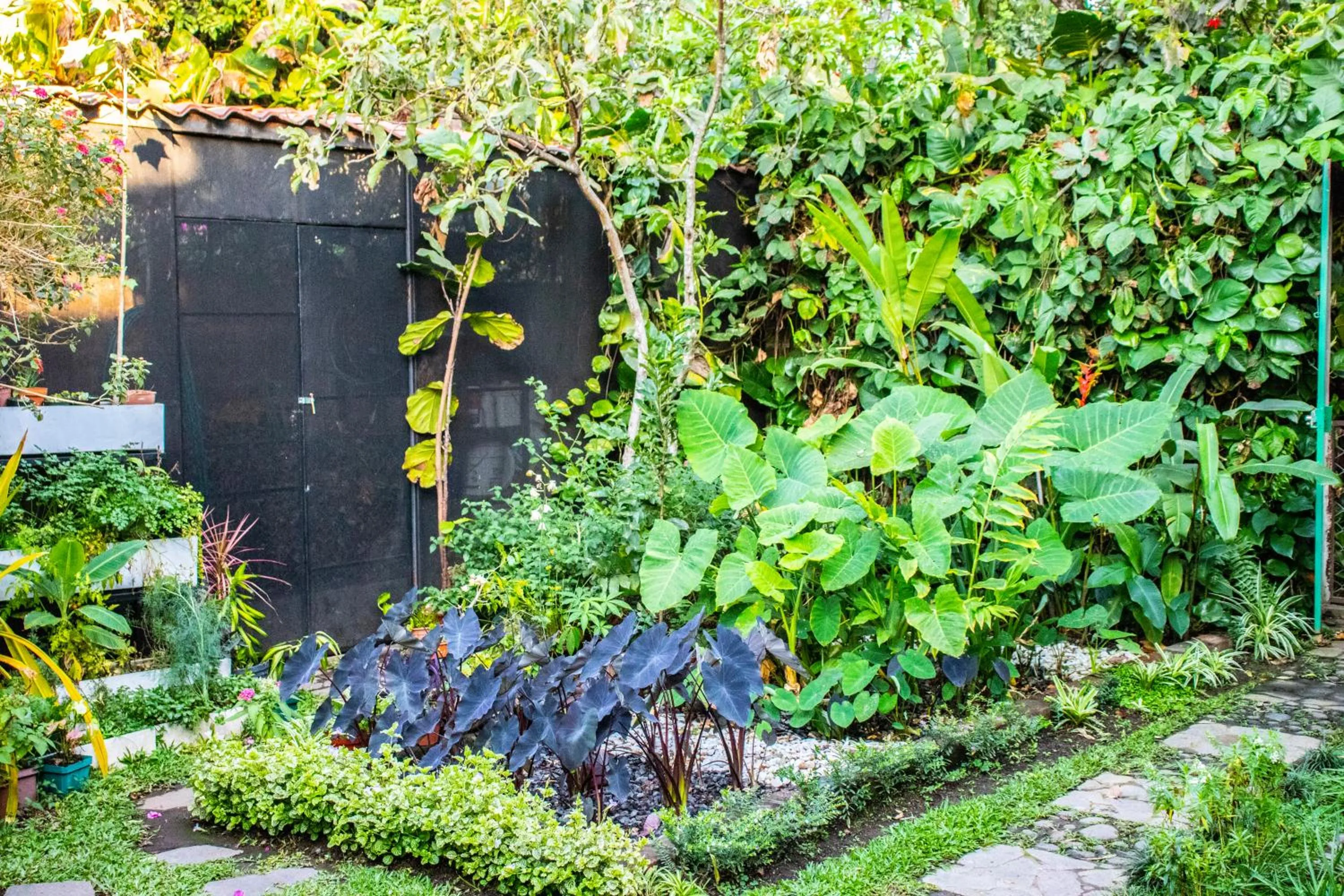 Garden in Arbol de Fuego Eco-hotel