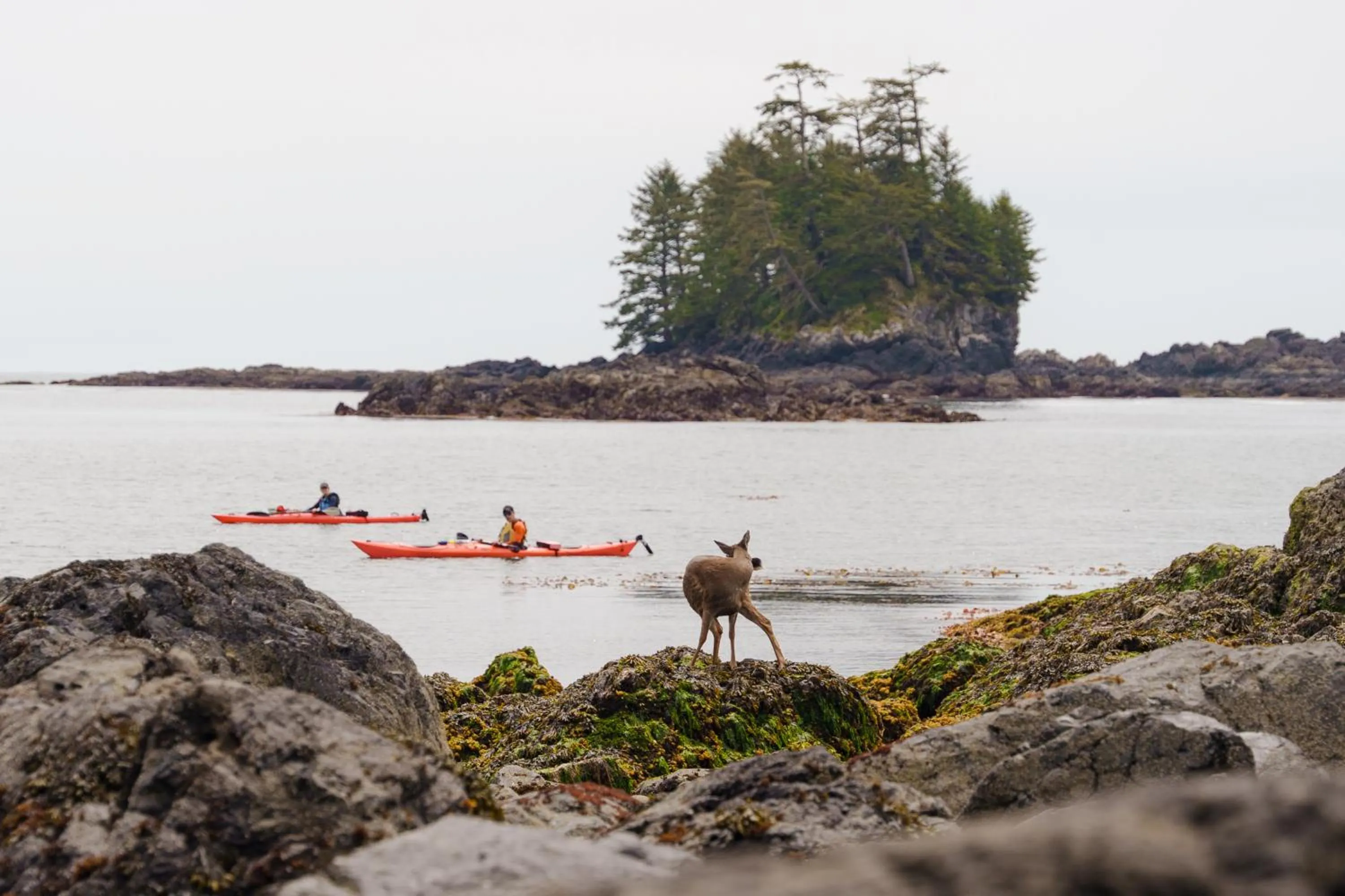 Natural landscape in Snug Harbour Inn