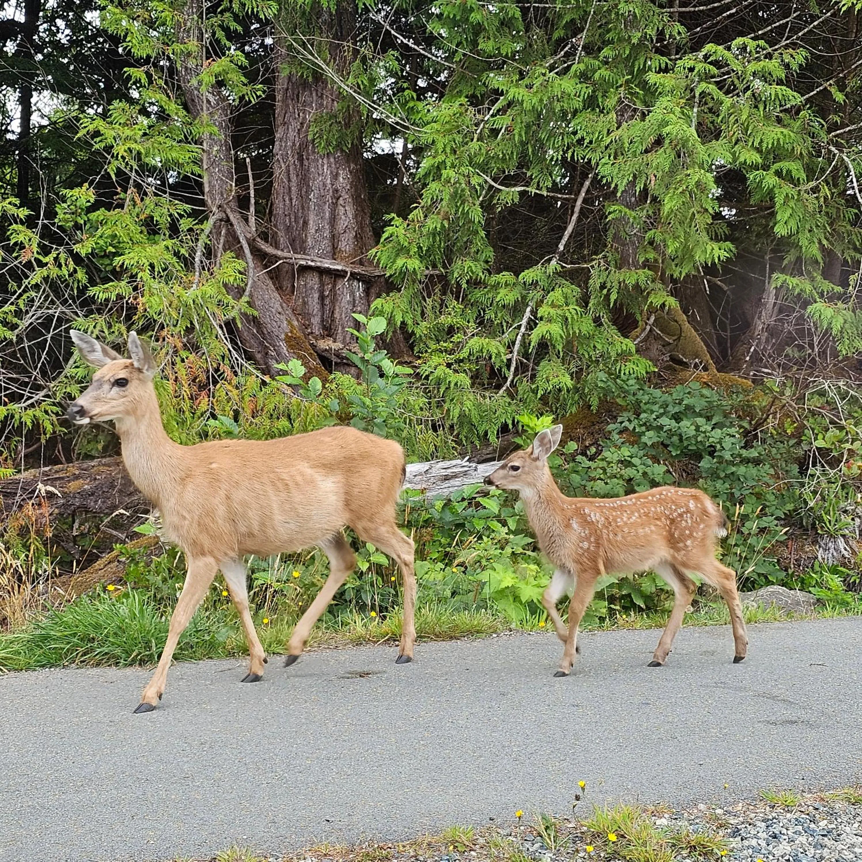 Natural landscape in Snug Harbour Inn