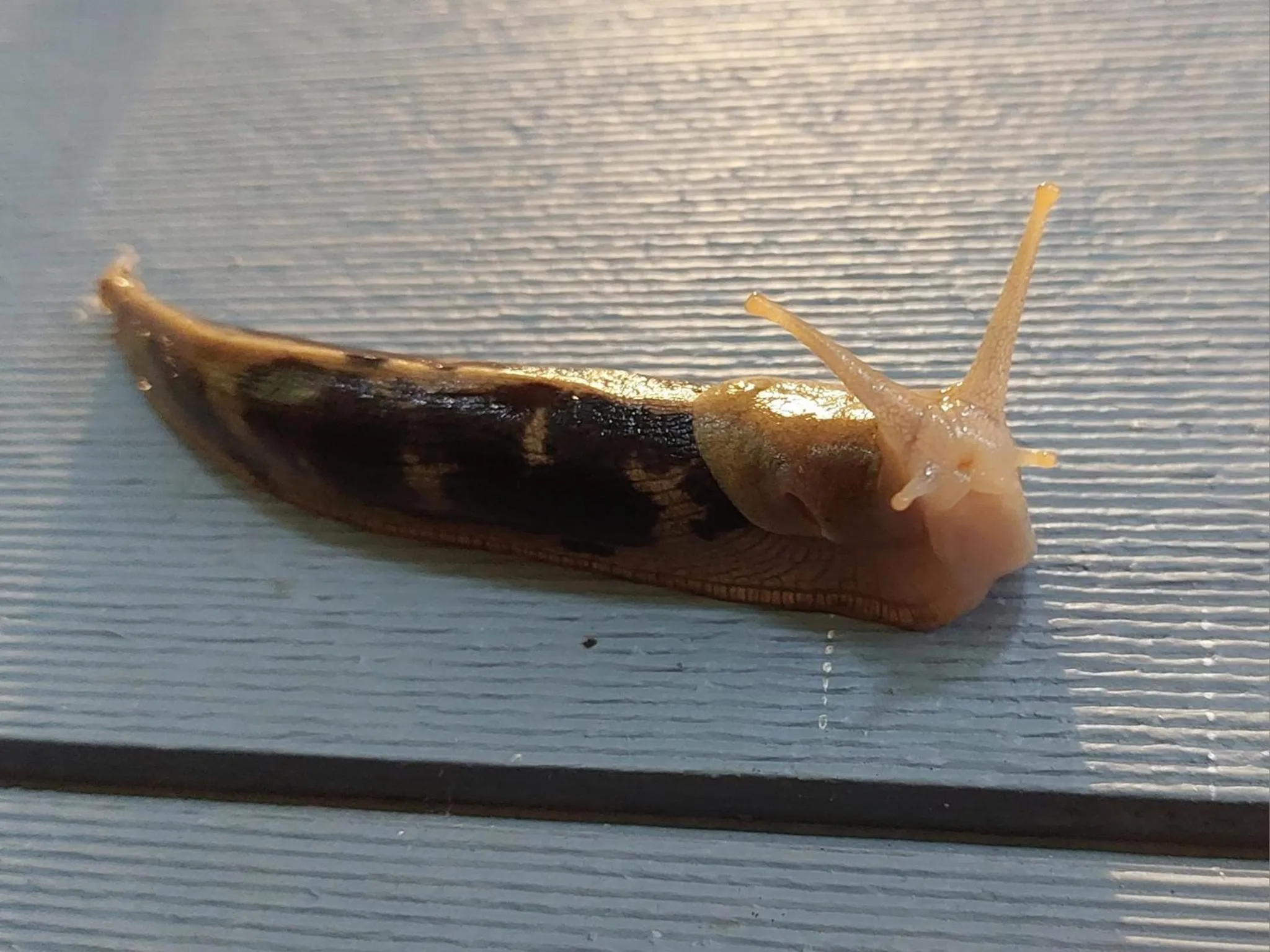 Animals in Snug Harbour Inn