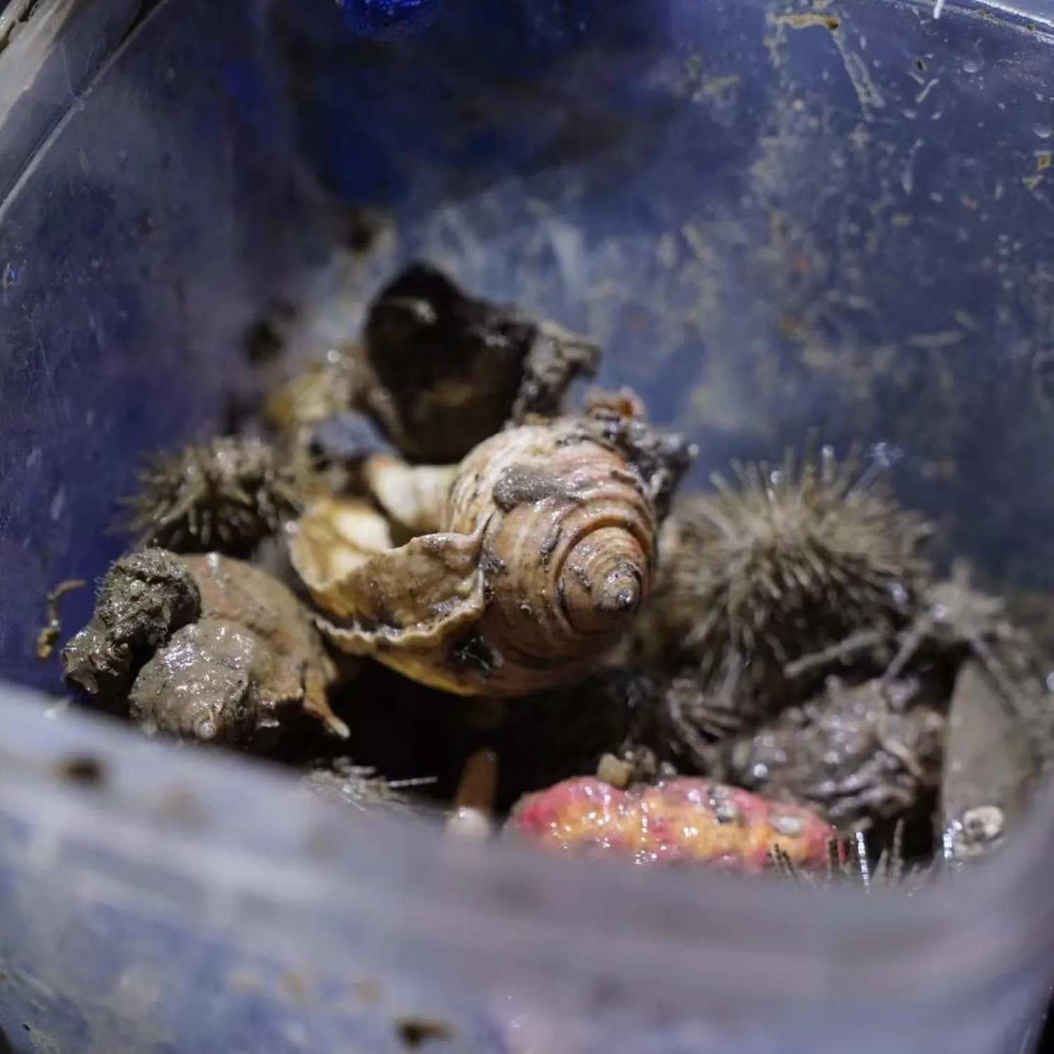 Xiamen International Conference Center Hotel Prime Seaview Hotel
