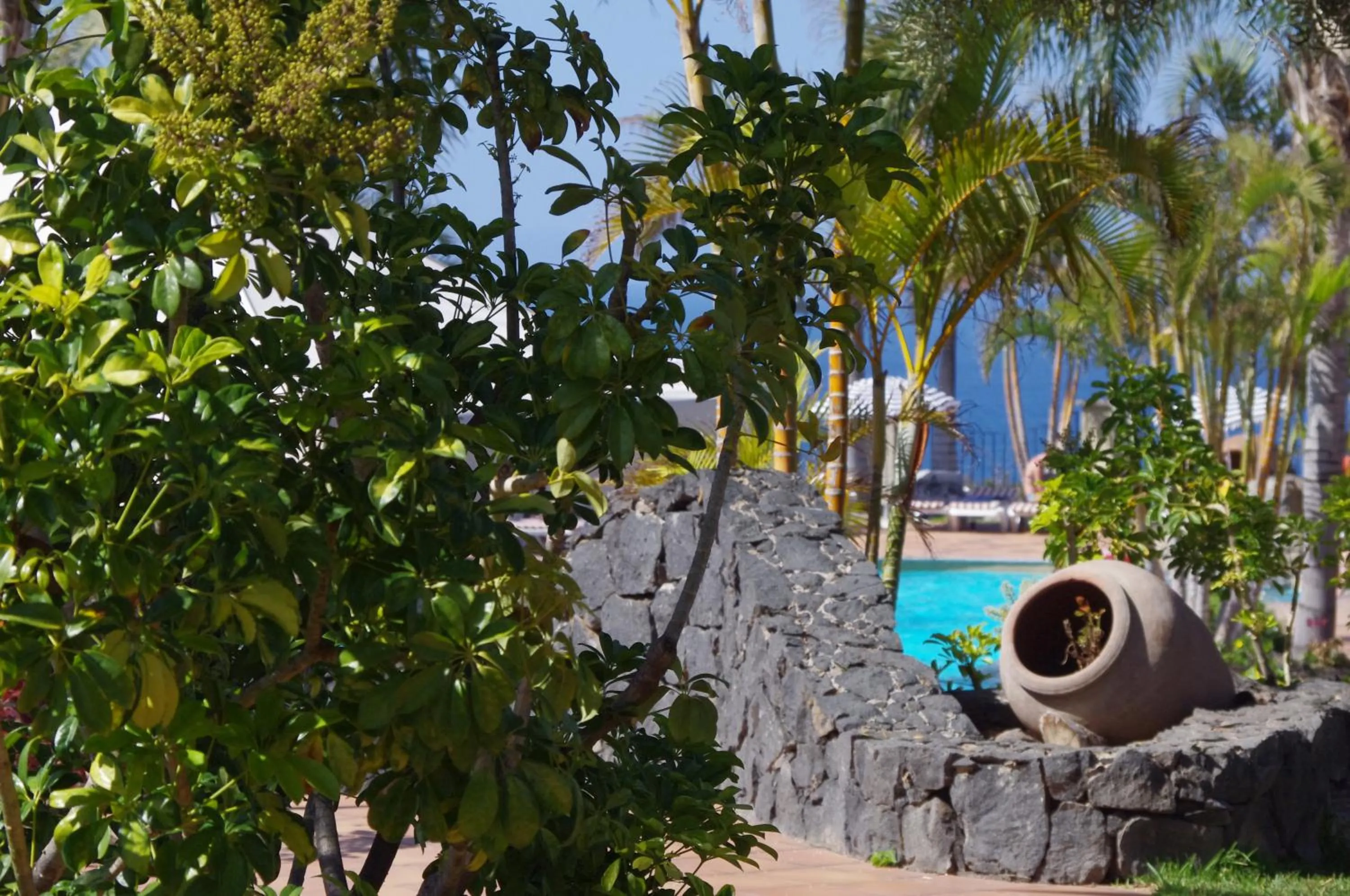 Garden in Apartamentos Playa de Los Roques