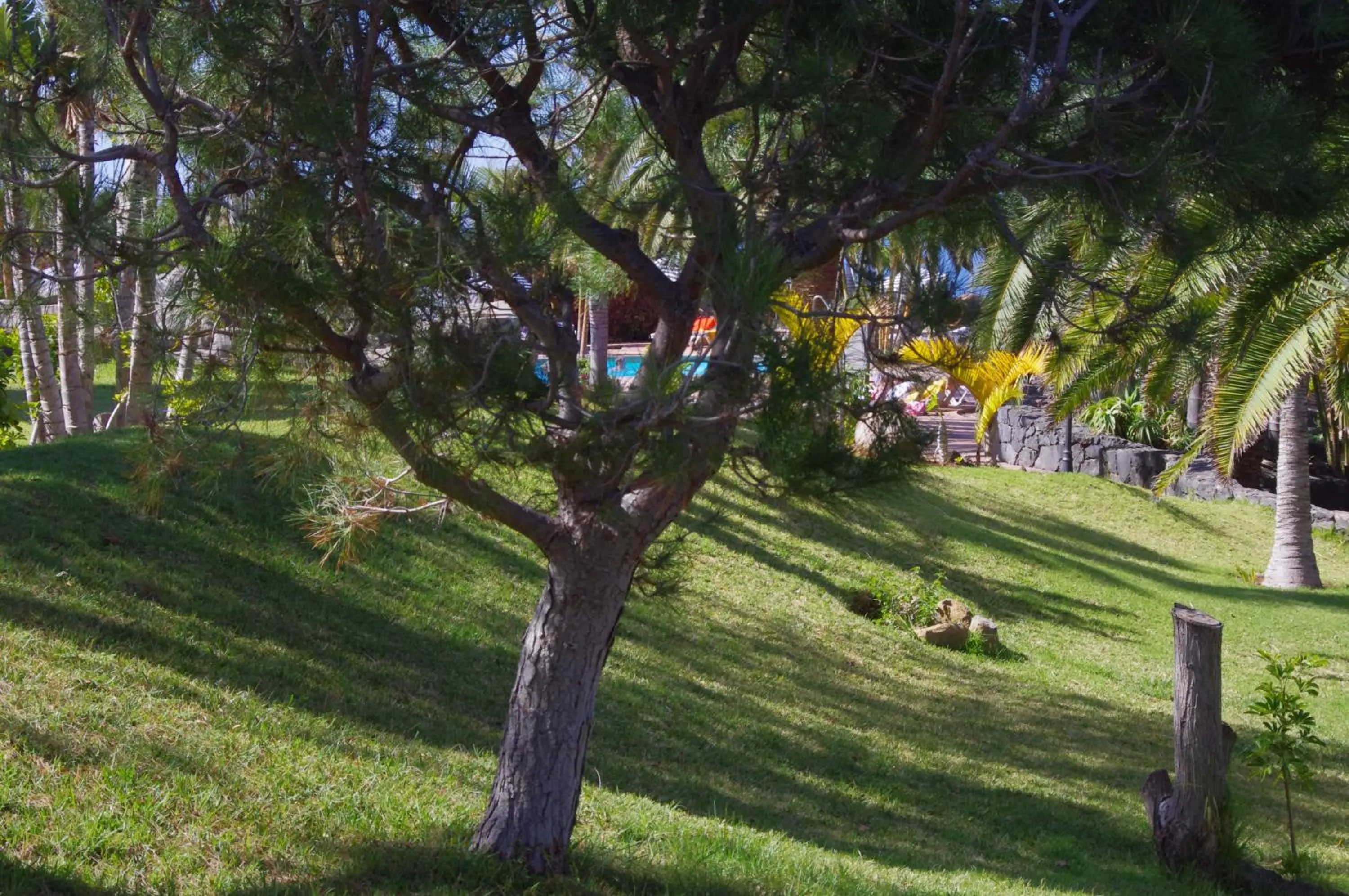 Garden in Apartamentos Playa de Los Roques