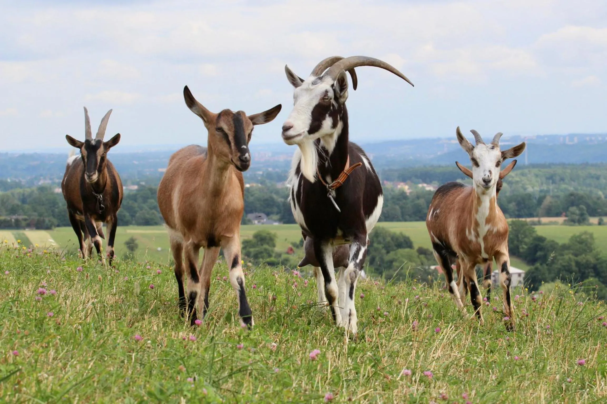 Neighbourhood in Flight Park Javorovy