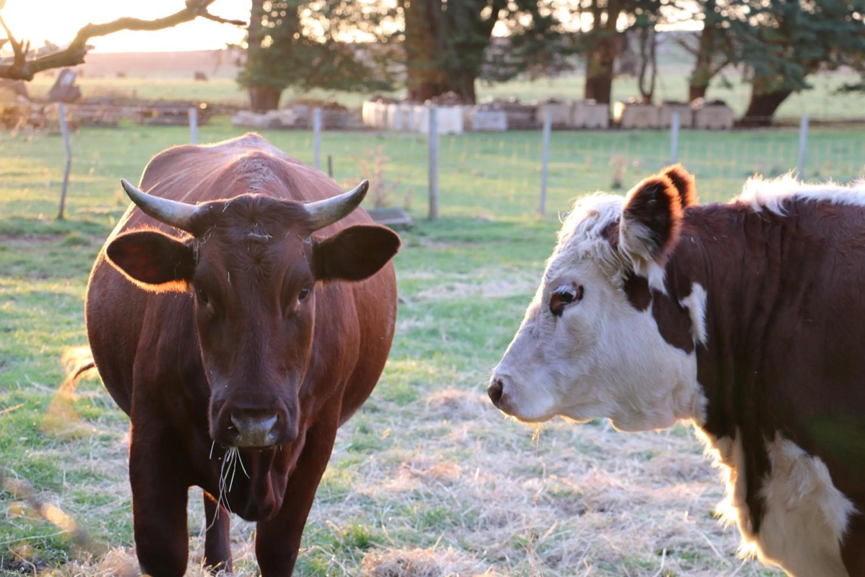 Animals in Cradle at Casa Blanca Country Retreat