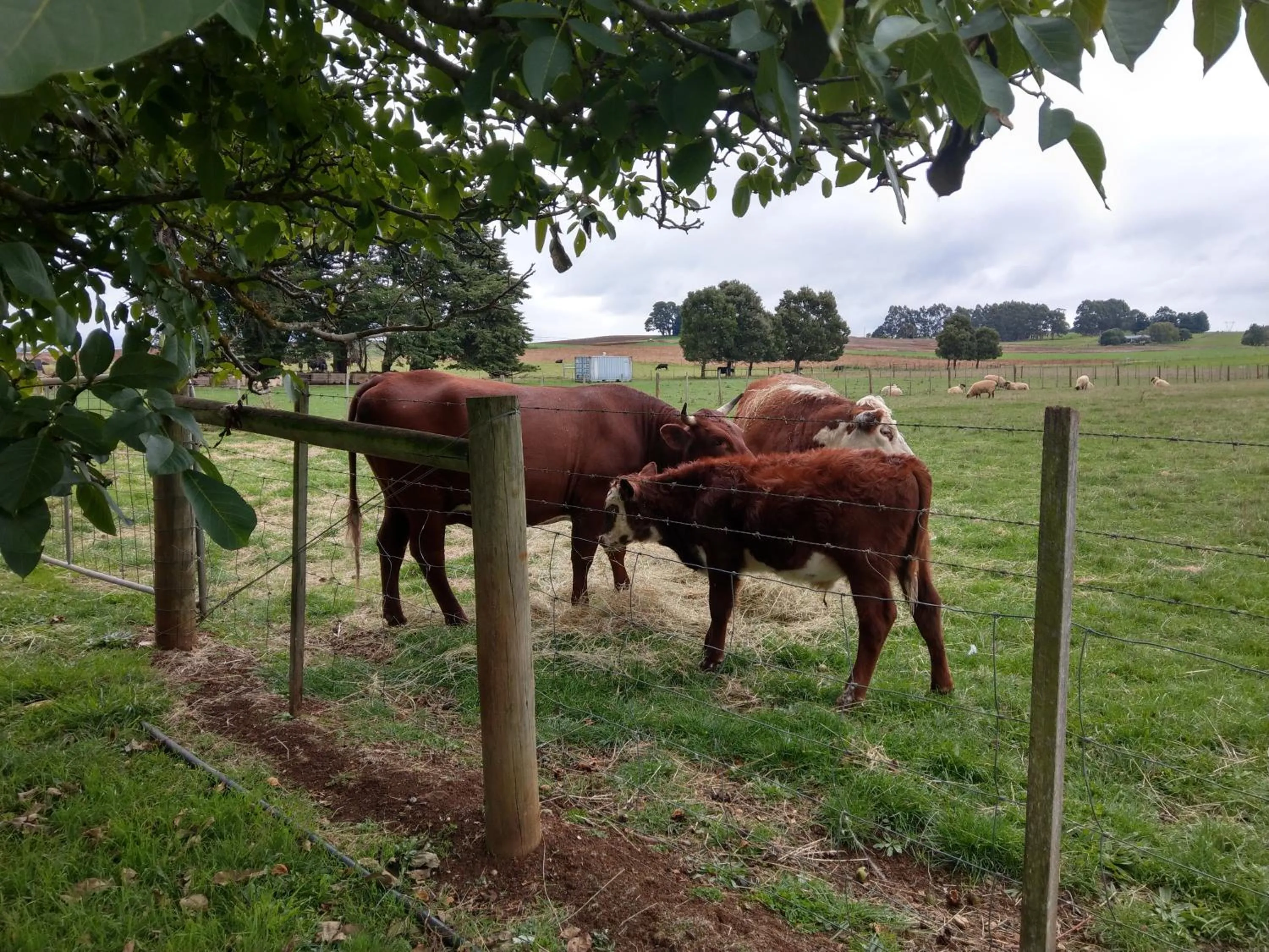 Animals in Cradle at Casa Blanca Country Retreat