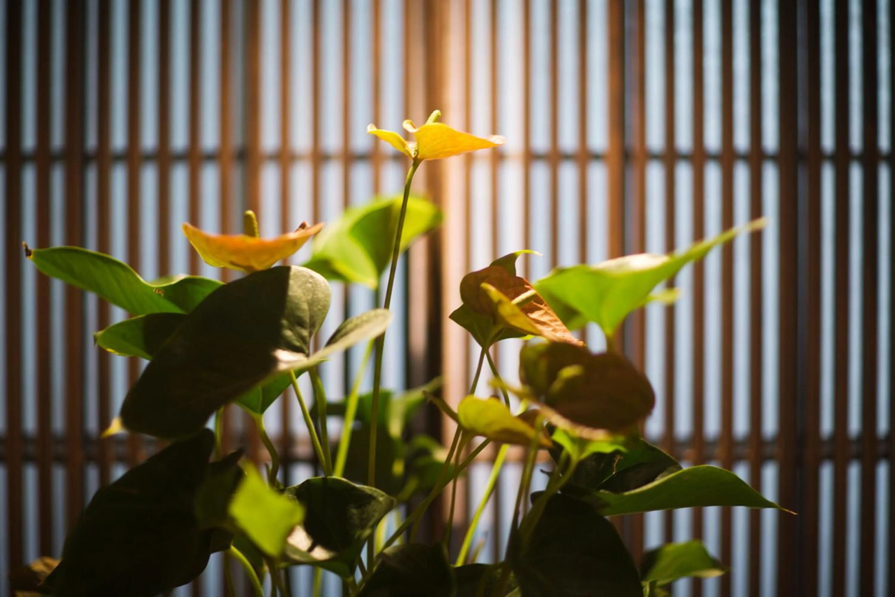 Seasons in Kinsuikan