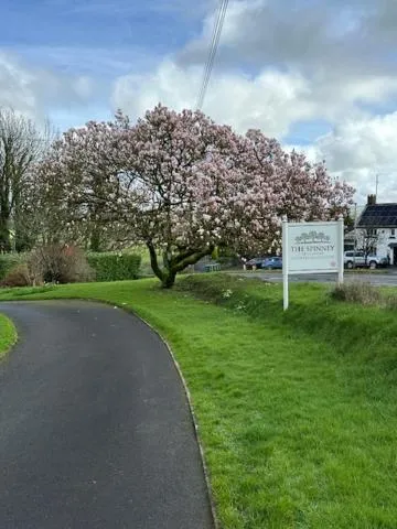 Spring in The Spinney