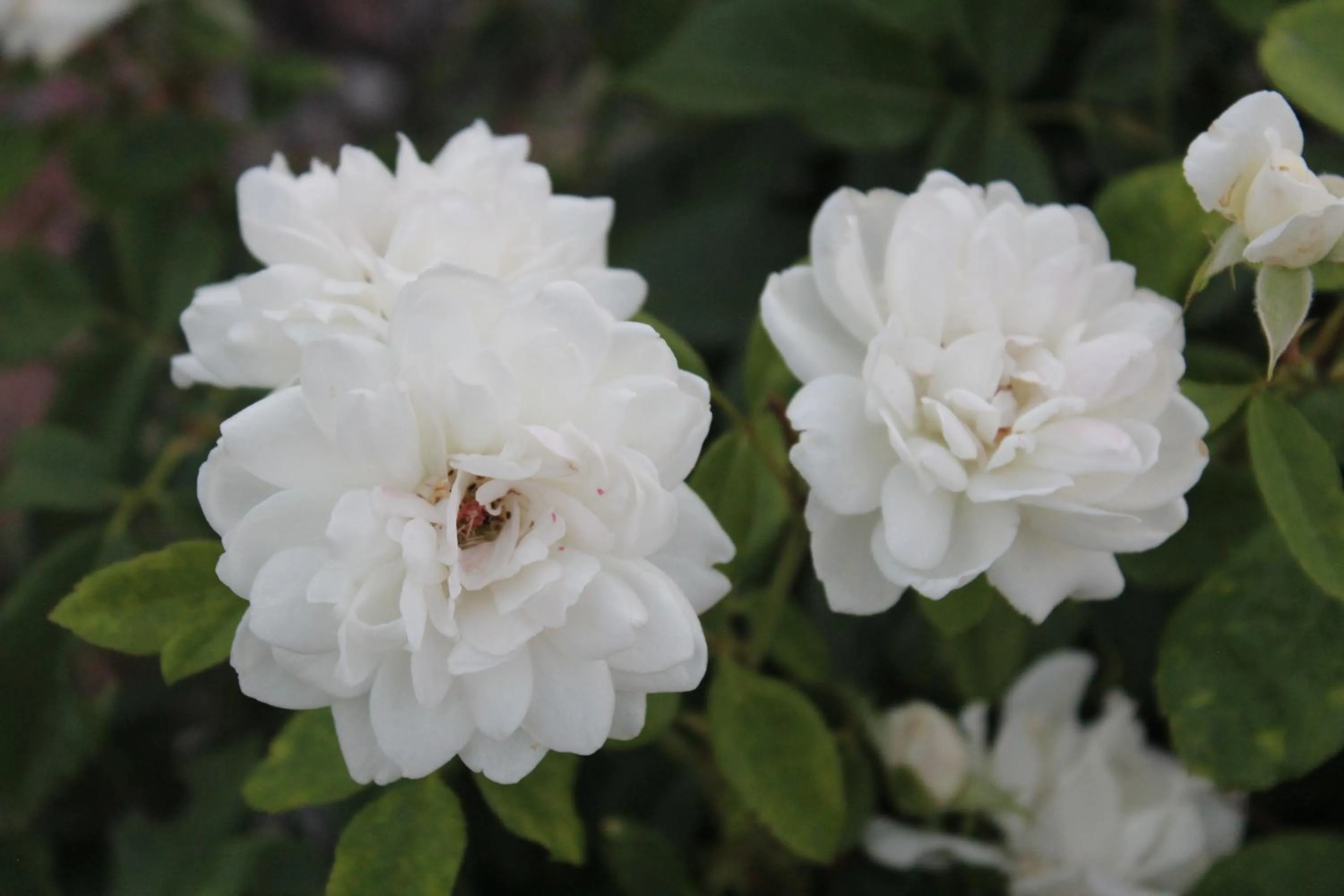 Garden in Cedarwood Inn of Ashland