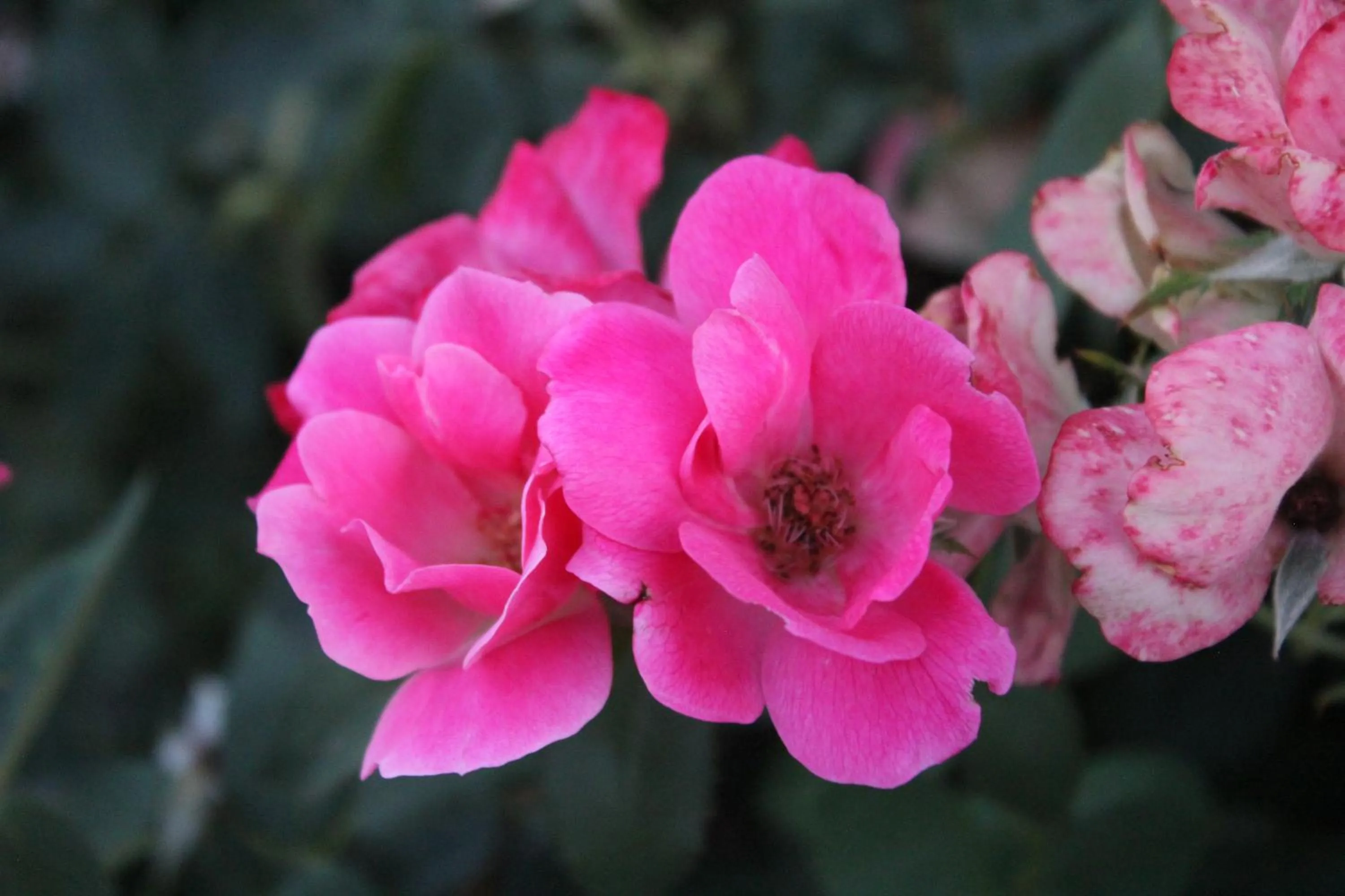 Garden in Cedarwood Inn of Ashland