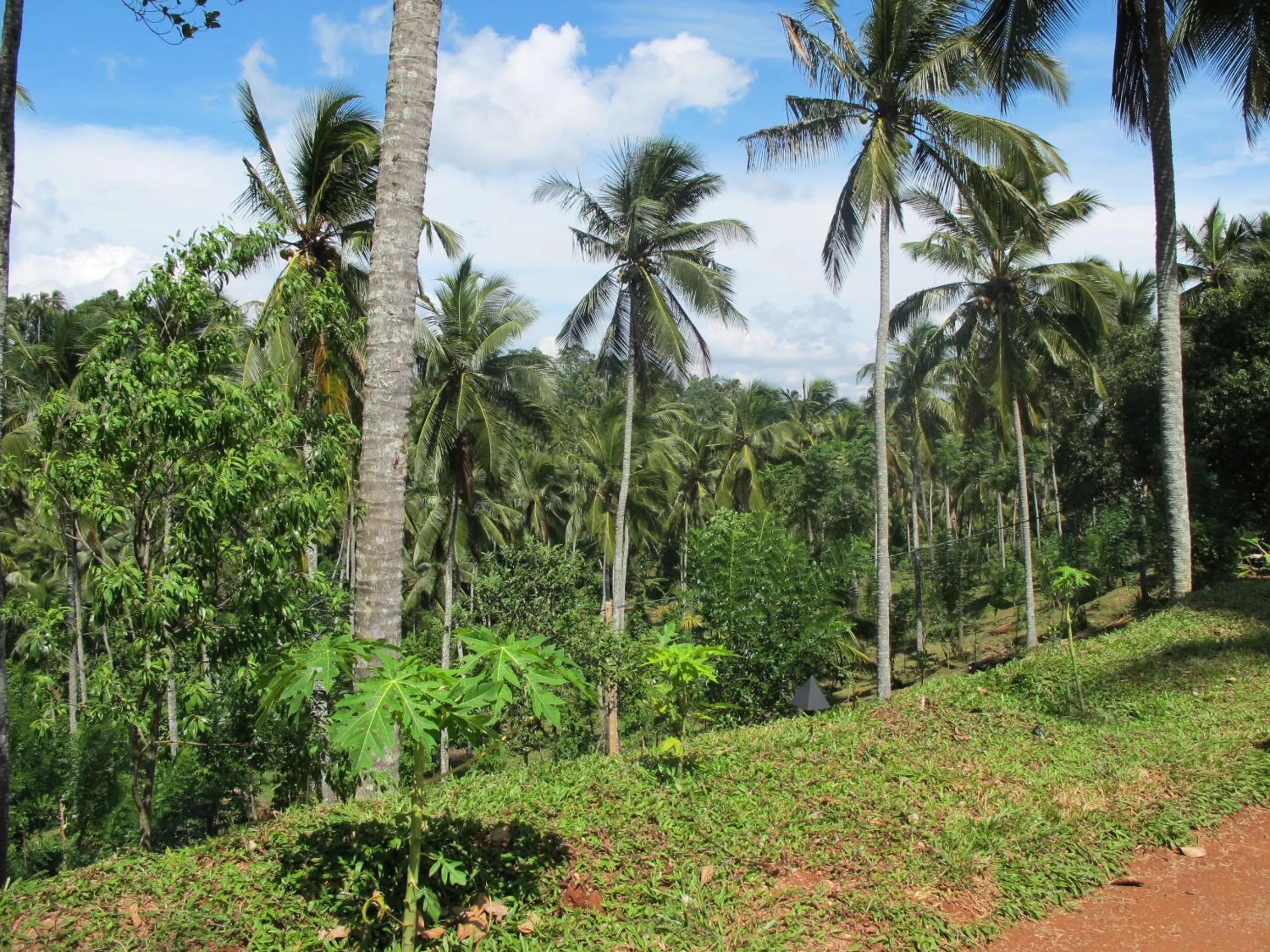 Day in Jim's Farm Villas