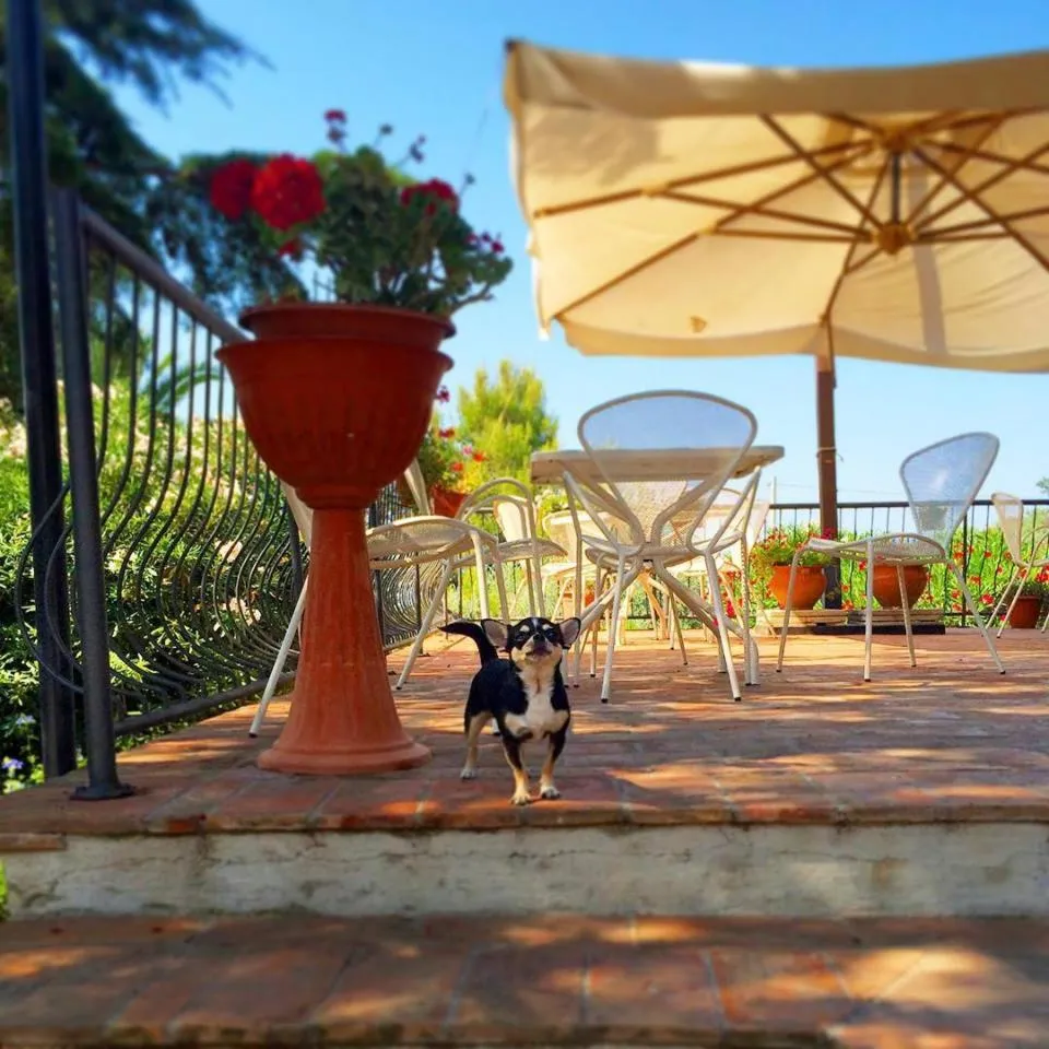 Animals in Dolce Vita