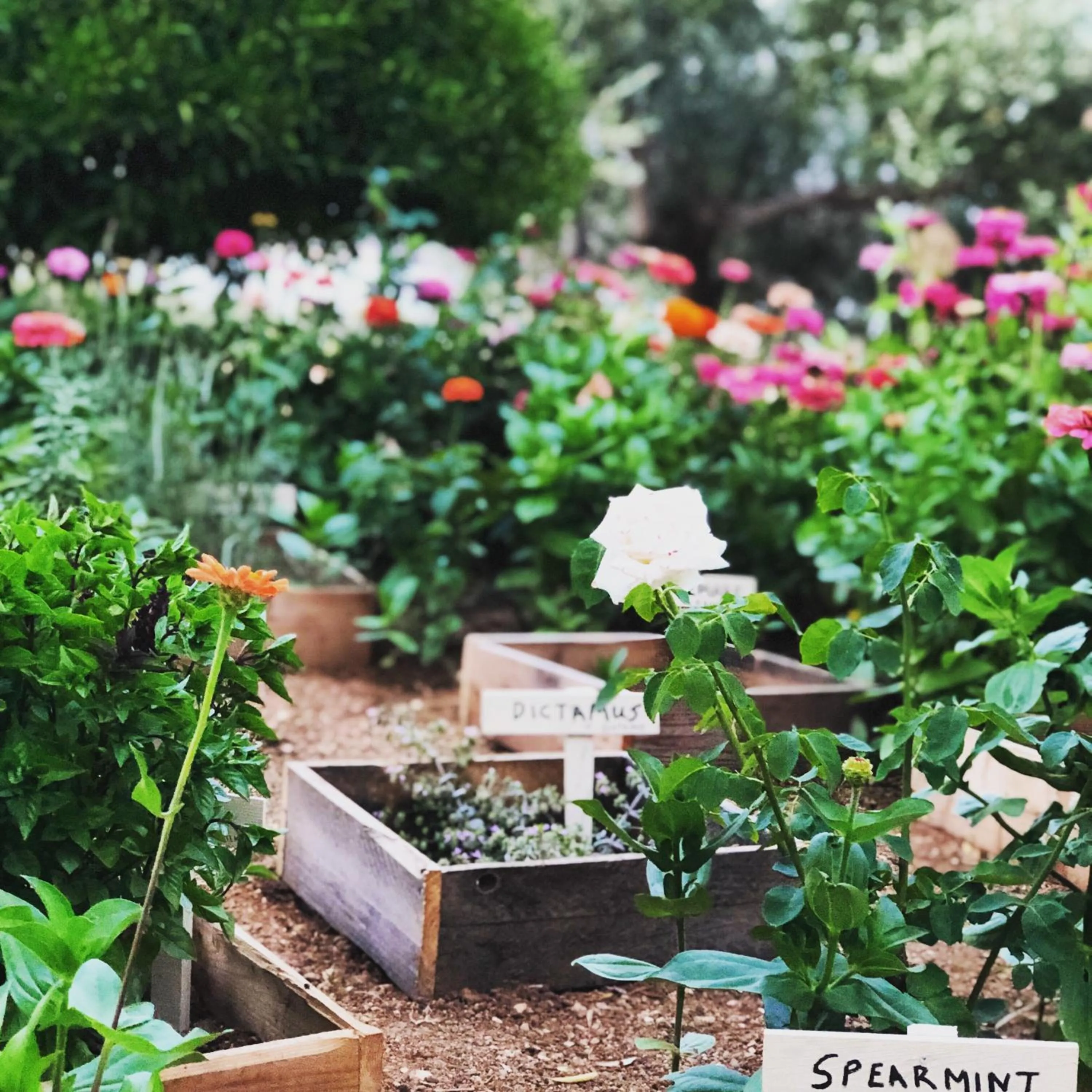 Garden view in Liostasi Retreat