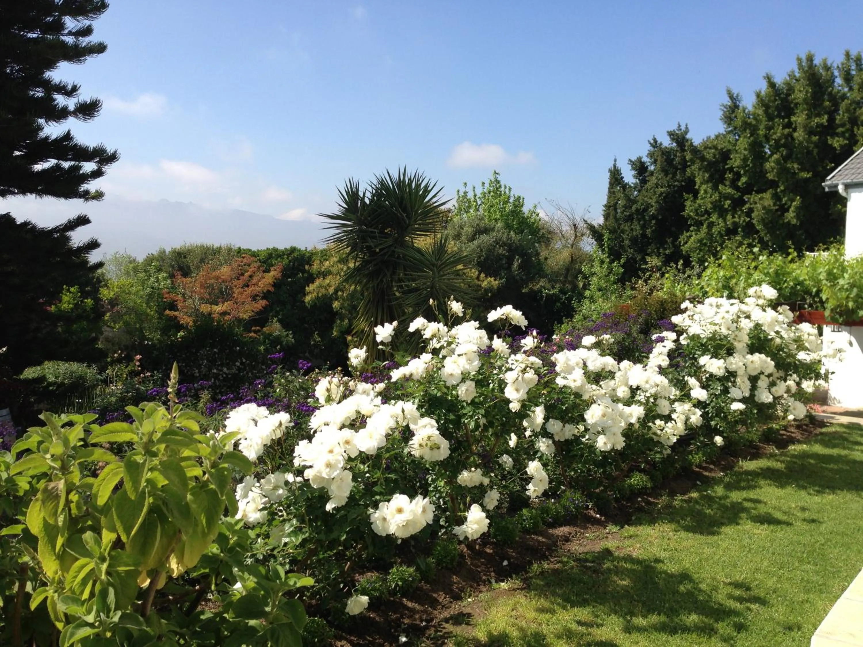 Garden in Alba House Guest House