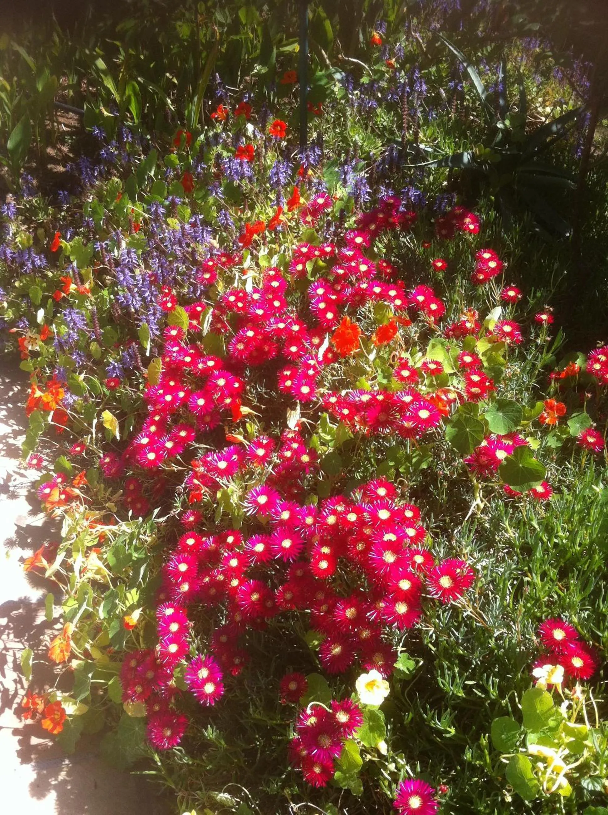 Garden in Alba House Guest House