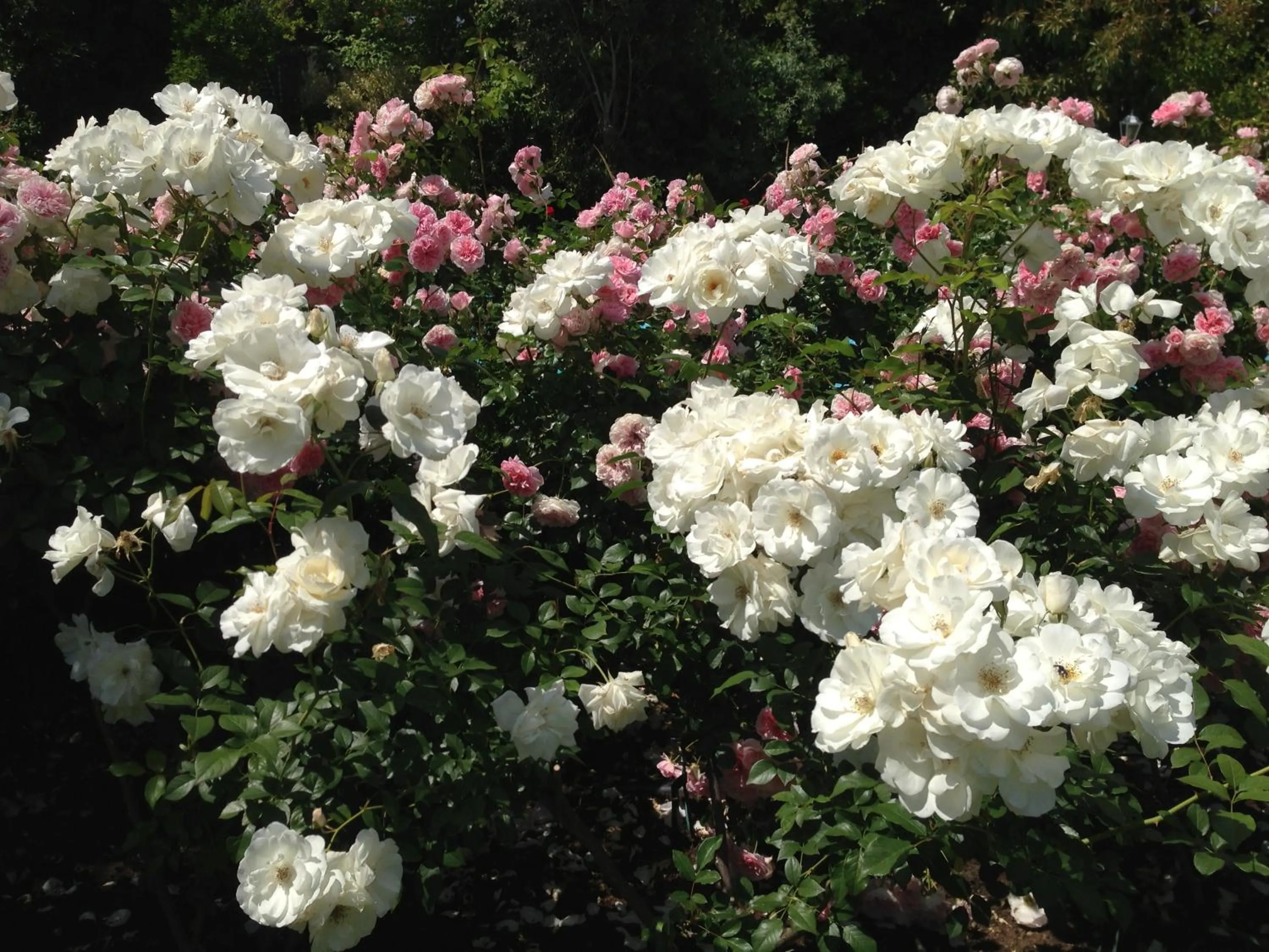 Garden in Alba House Guest House