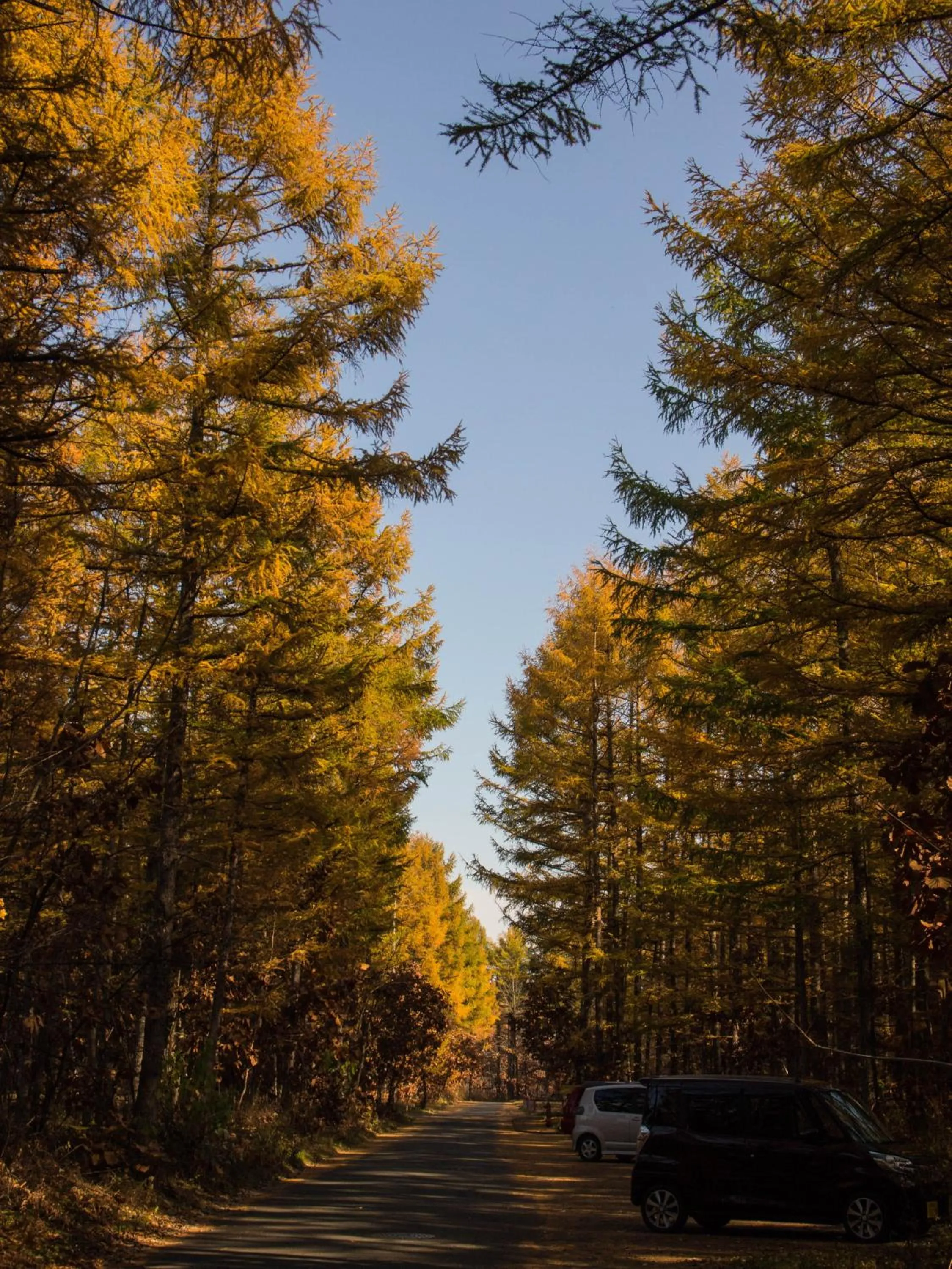 Autumn in Guesthouse Canterbury