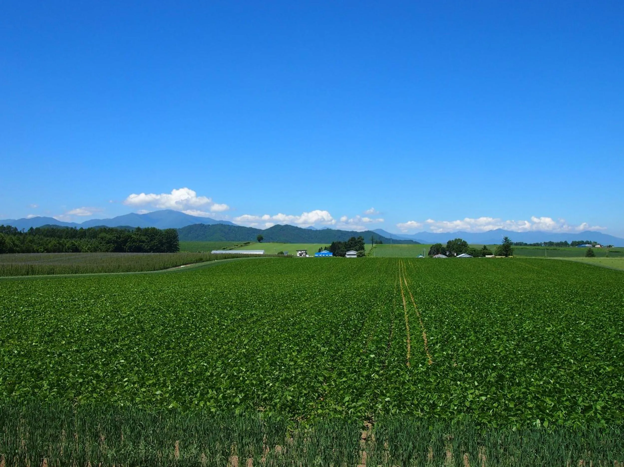 Summer in Guesthouse Canterbury