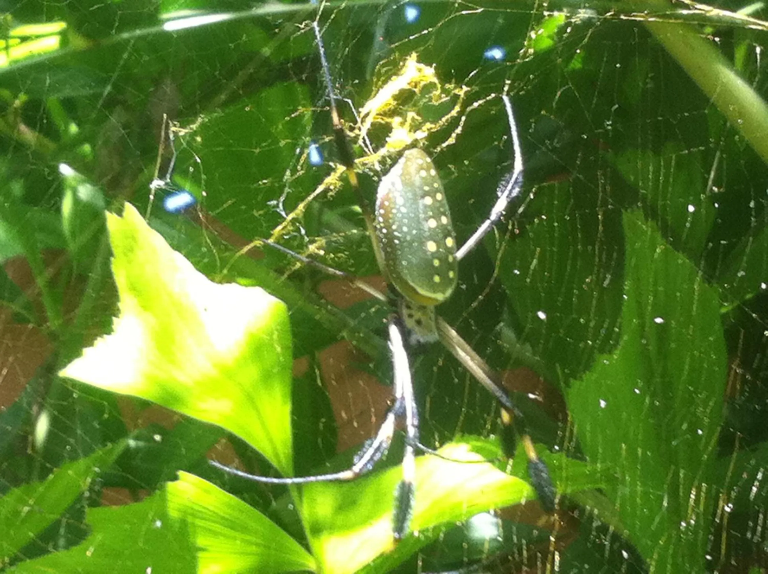 Animals in Hotel Santa Maria Inn