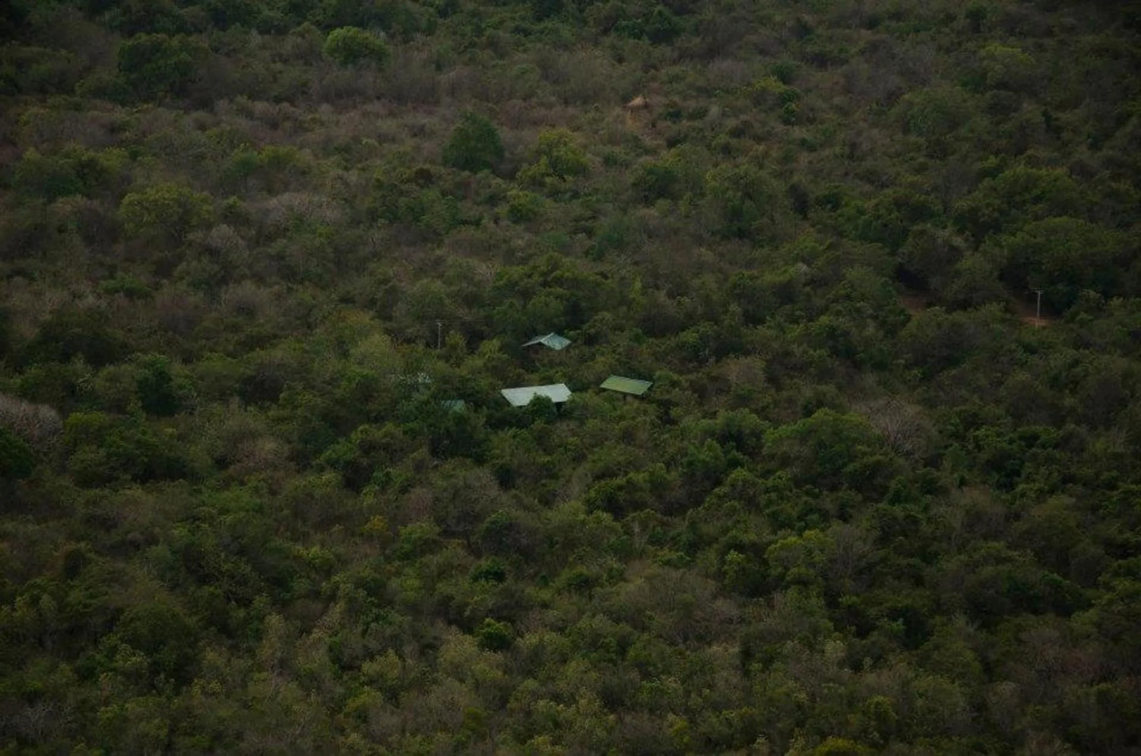 Bird's eye view in The Thick Forest