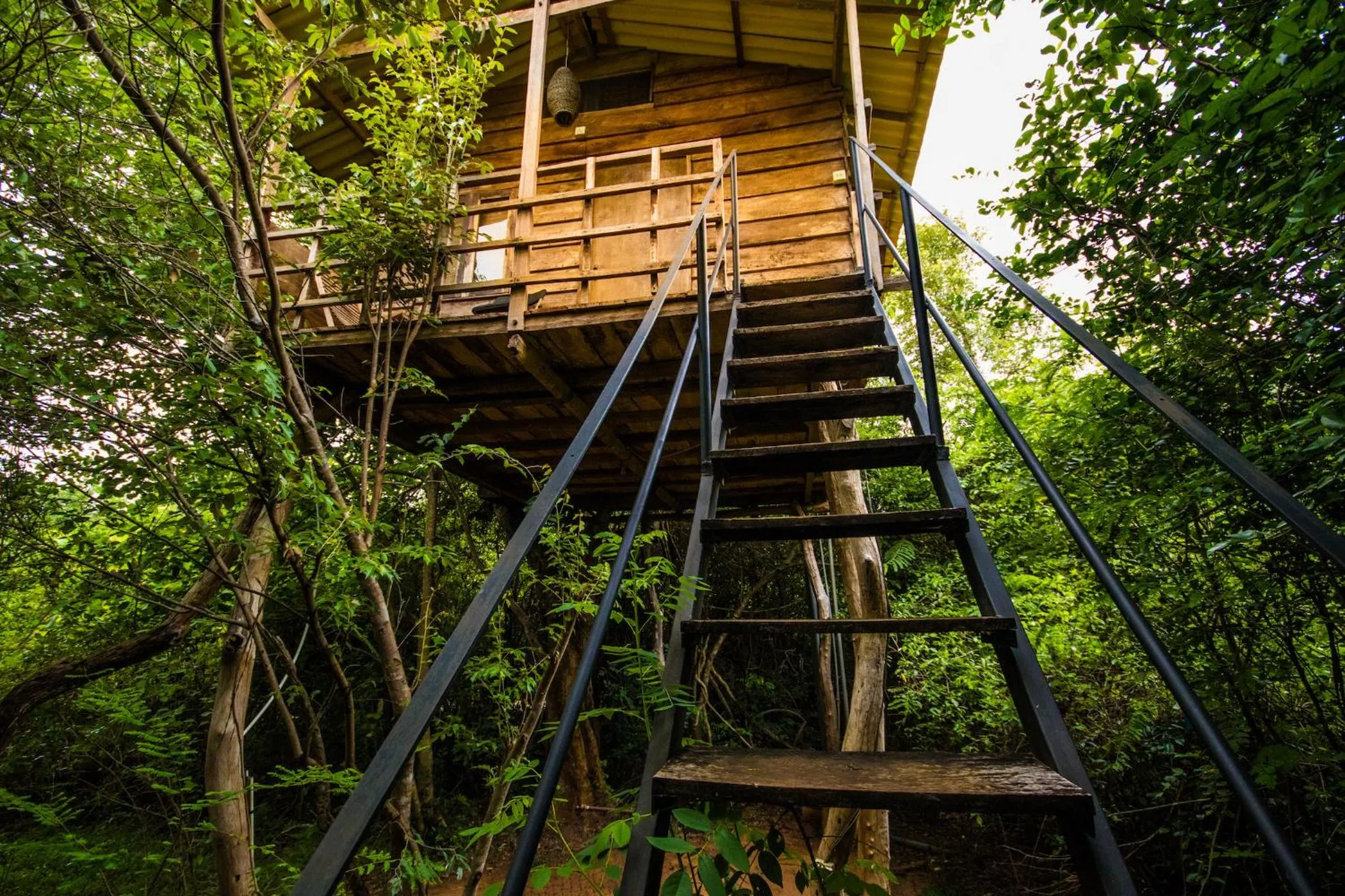 Balcony/Terrace in The Thick Forest