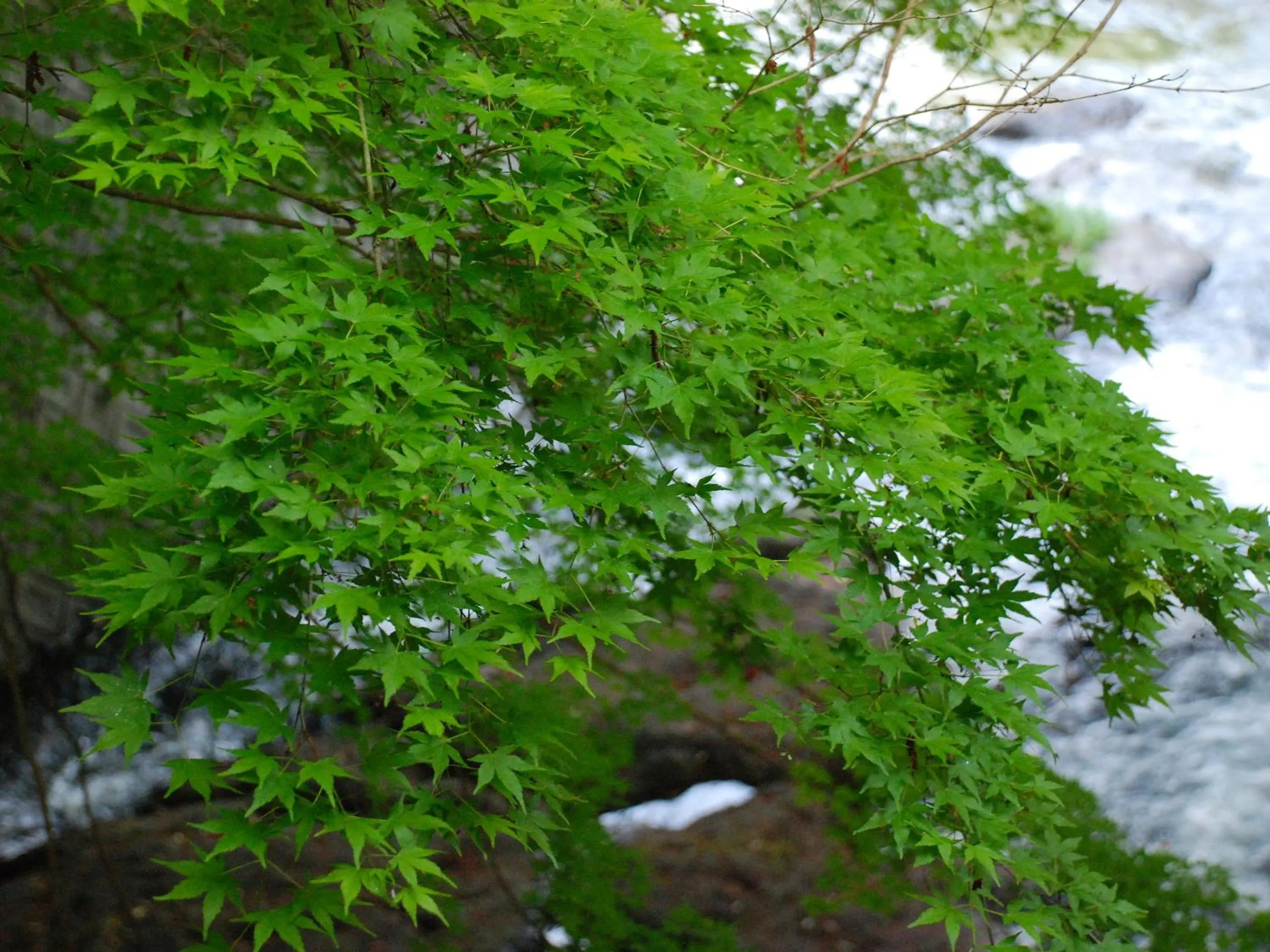 Property building in Sakaya Ryokan Yoshina Onsen