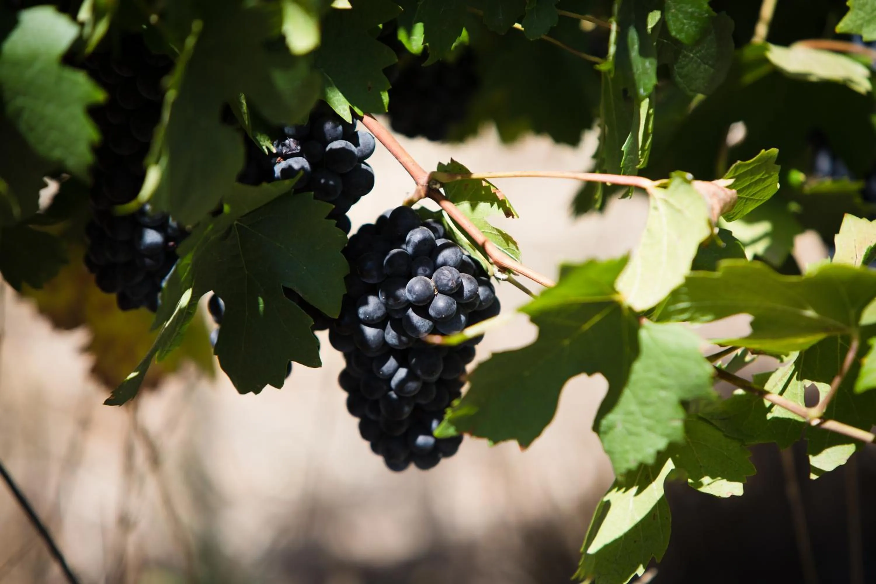 Garden in Manley Wine Estate