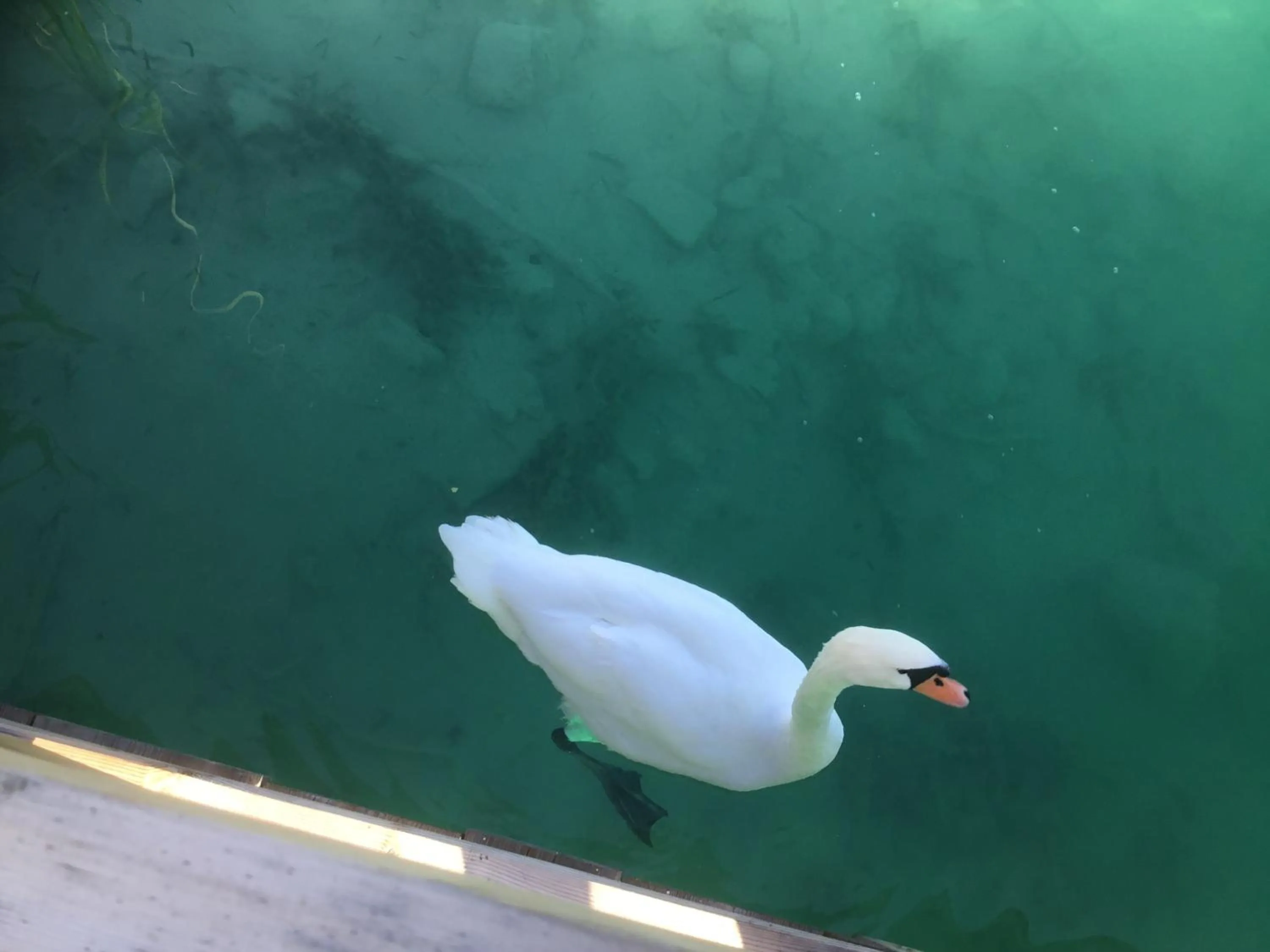 Animals in Villa Auguste