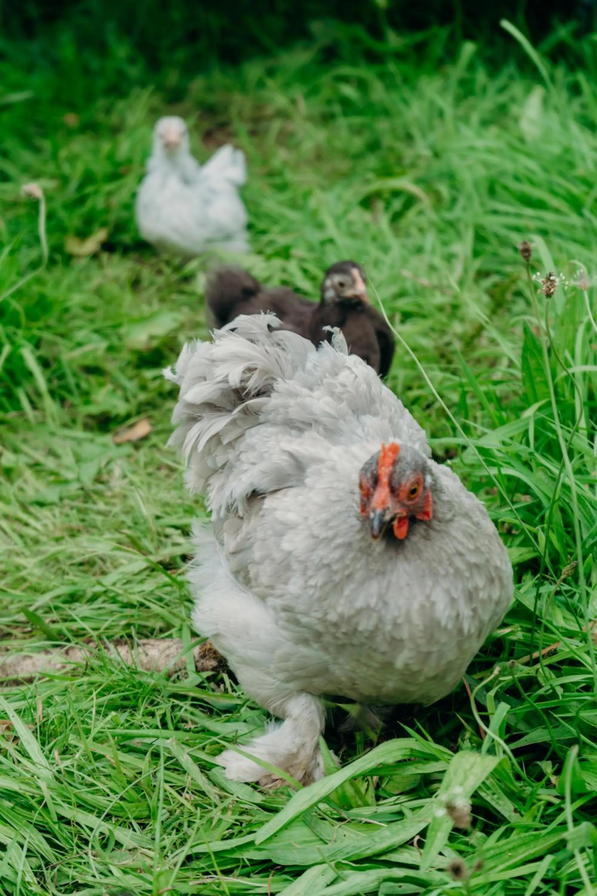 Animals in Lydford House
