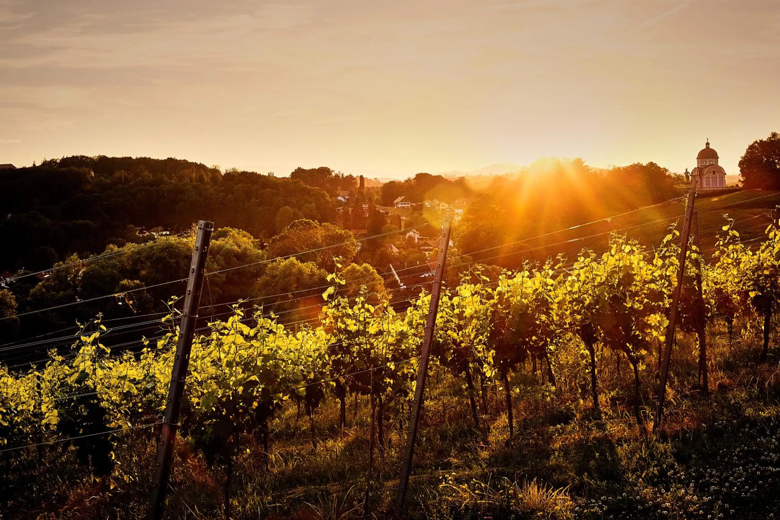 Garden in LOISIUM Wine & Spa Hotel Südsteiermark