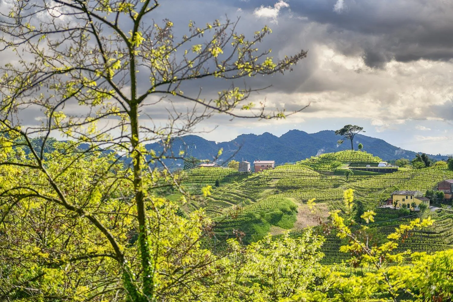 Garden view in Duca Di Dolle Wine & Relais