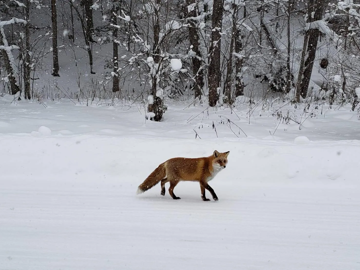 Animals in Furano Mount Villa