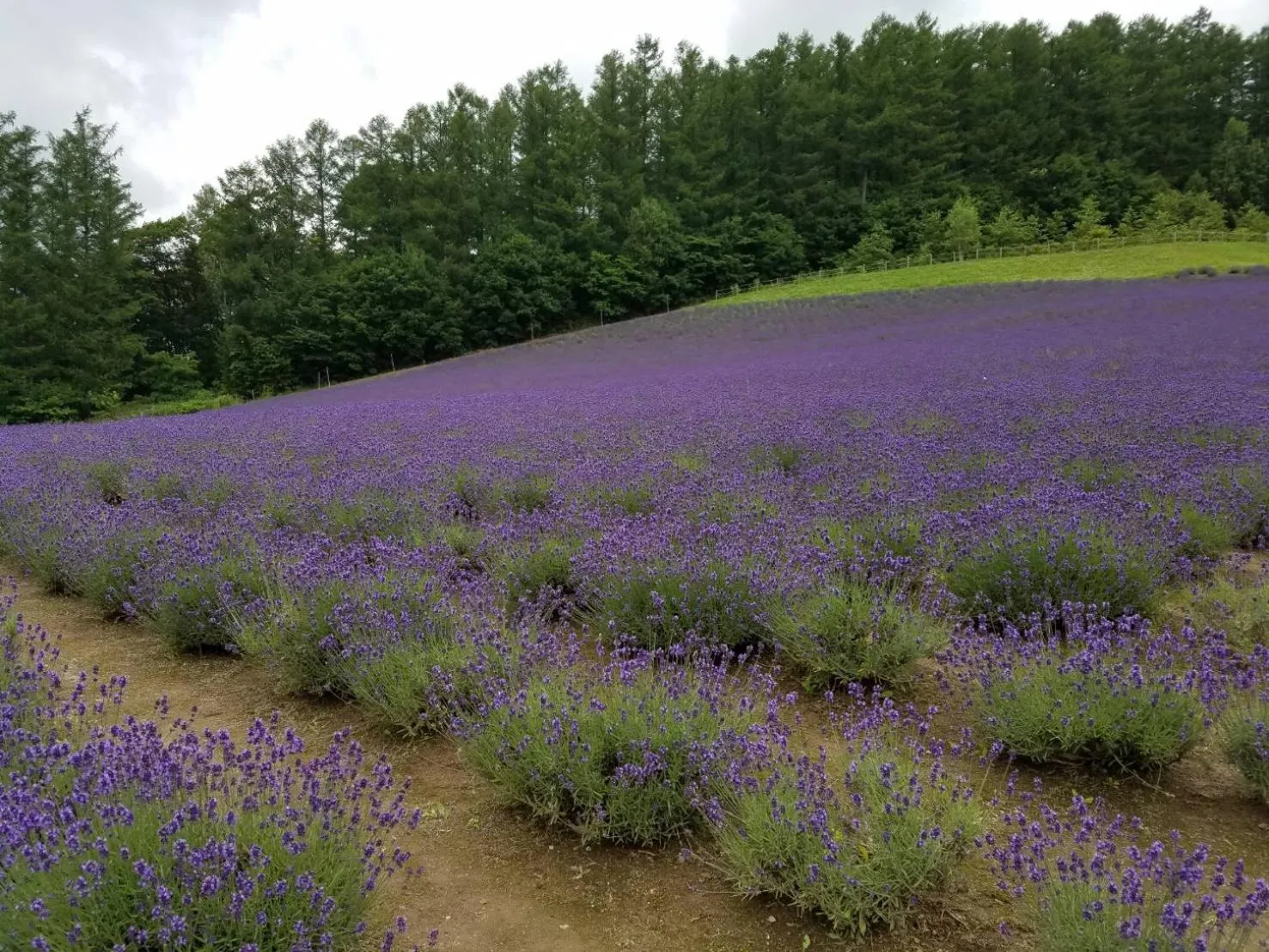 Other in Furano Mount Villa