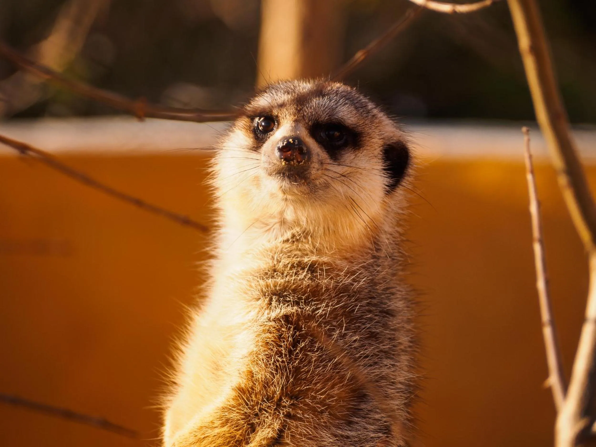 Animals in Monte Santa Catarina