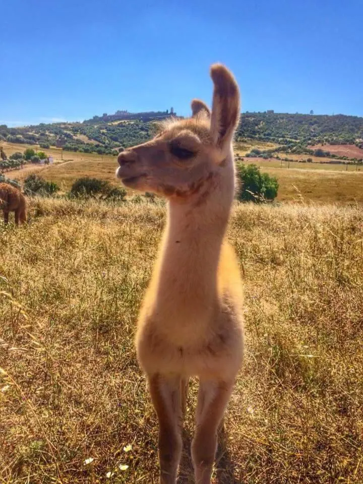 Pets in Monte Santa Catarina