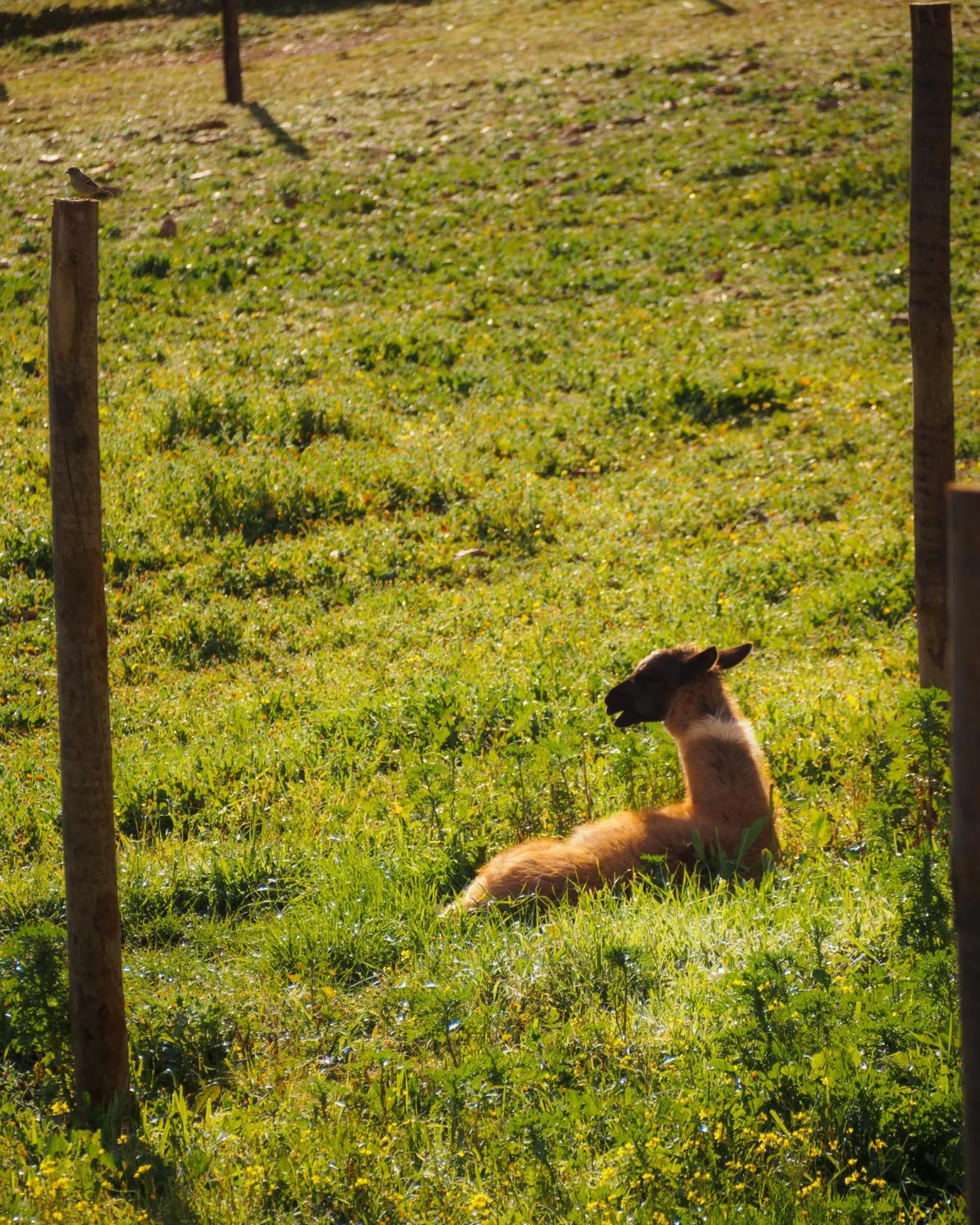 Monte Santa Catarina