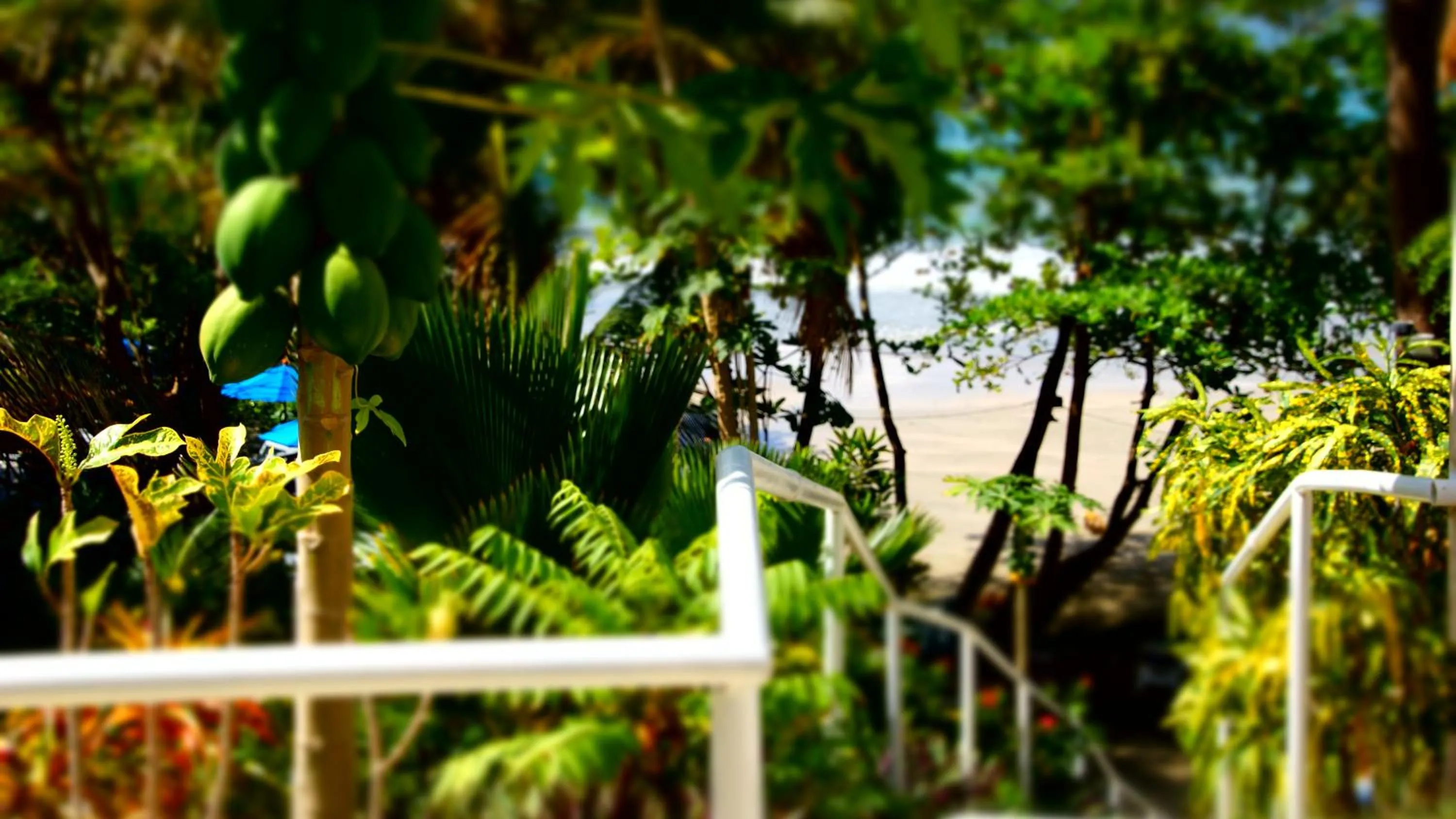 Natural landscape in Bacolet Beach Club