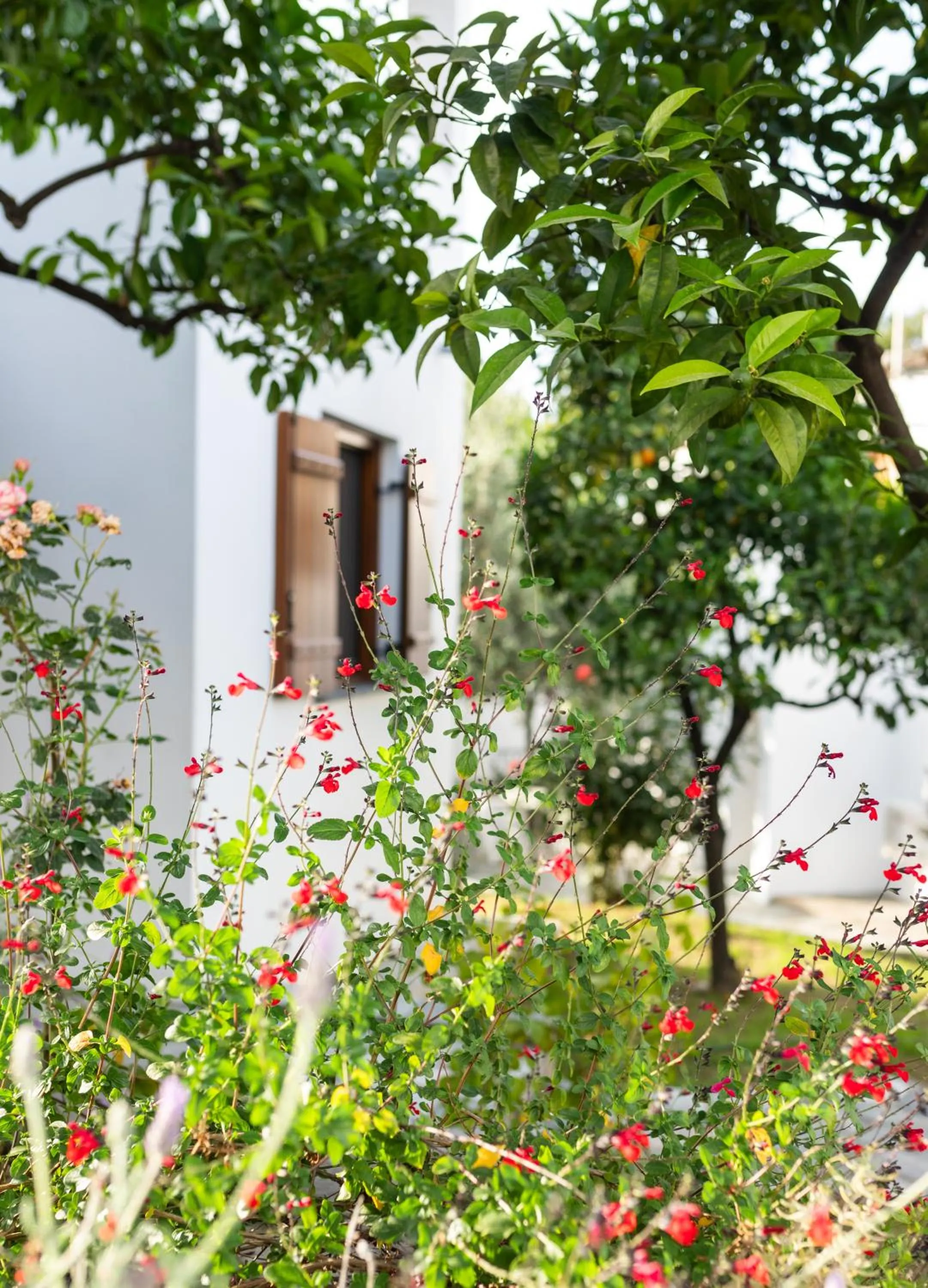 Garden view in Aeolos Hotel & Villas - Pelion