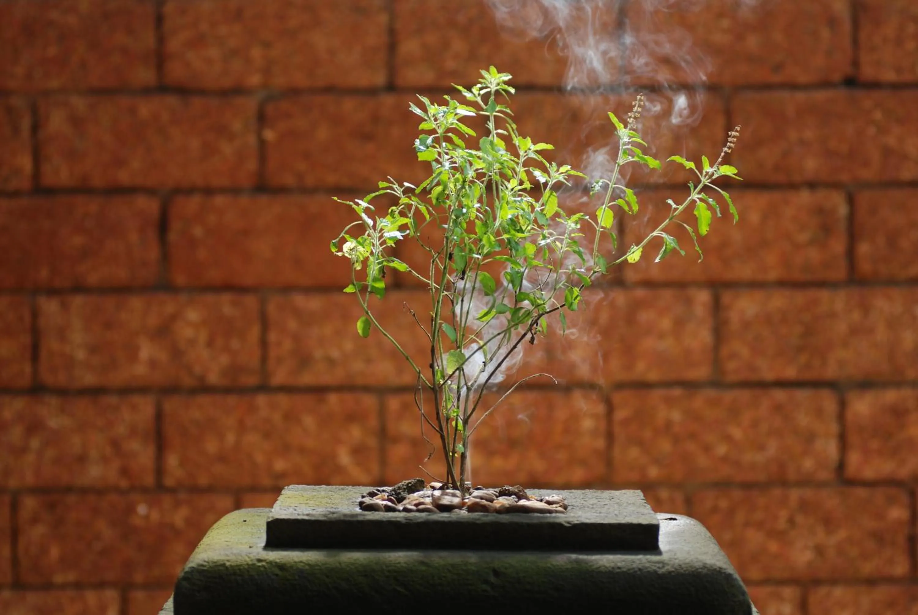 Spa and wellness centre/facilities in The Raviz Kadavu, Kozhikode