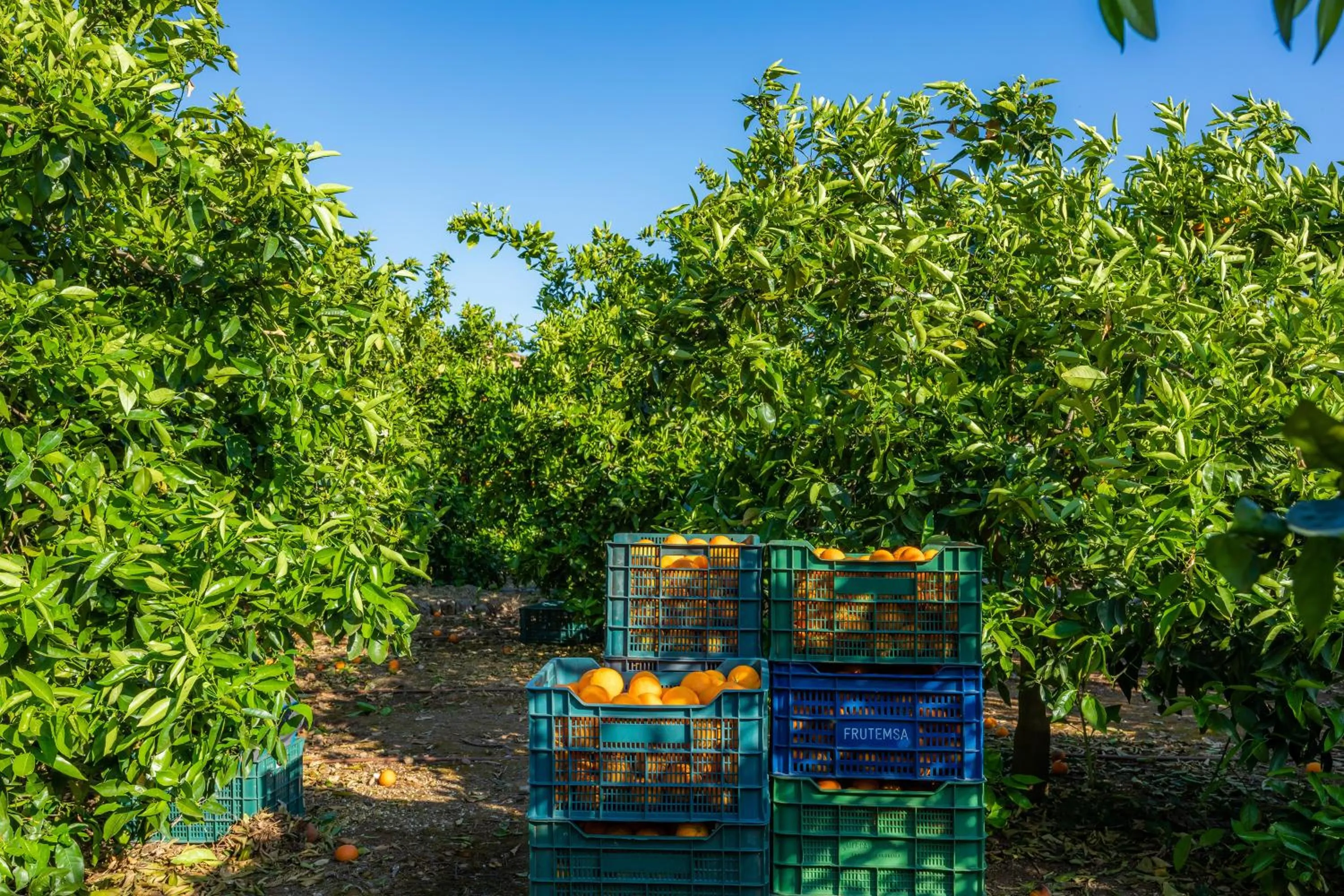 Finca Ca's Curial - Agroturismo - Adults Only