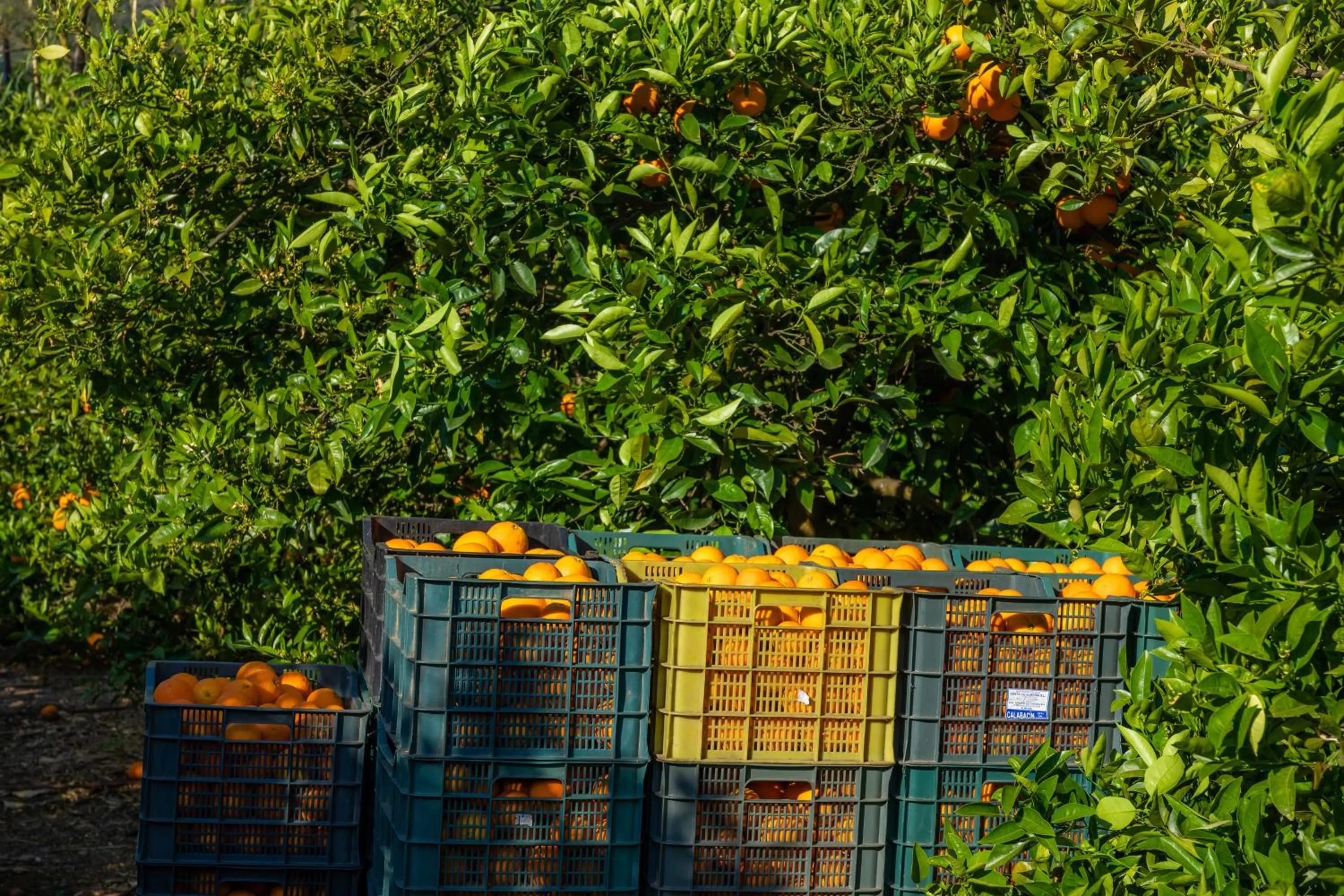 Finca Ca's Curial - Agroturismo - Adults Only