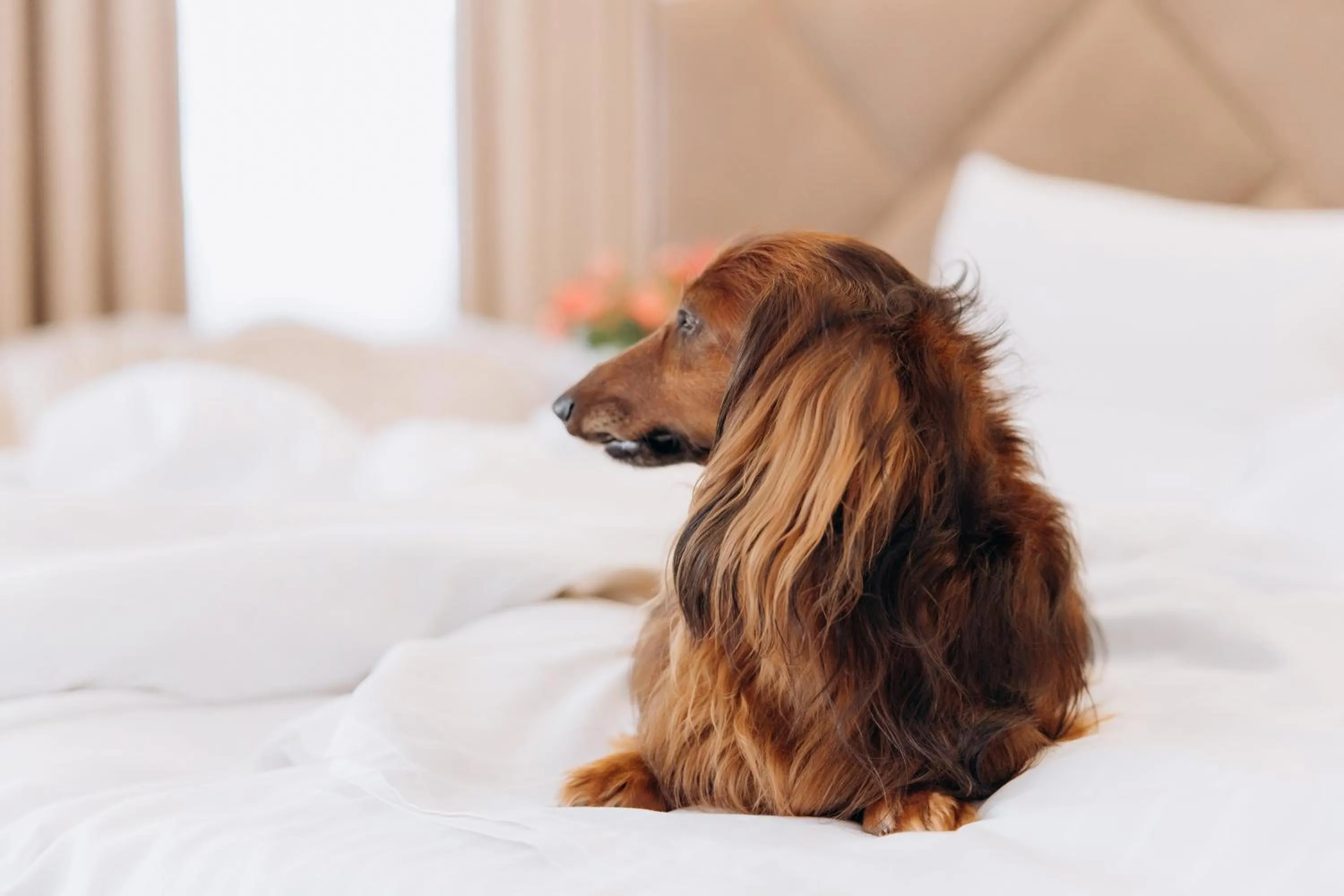 Animals, Bed in Eduard Hotel