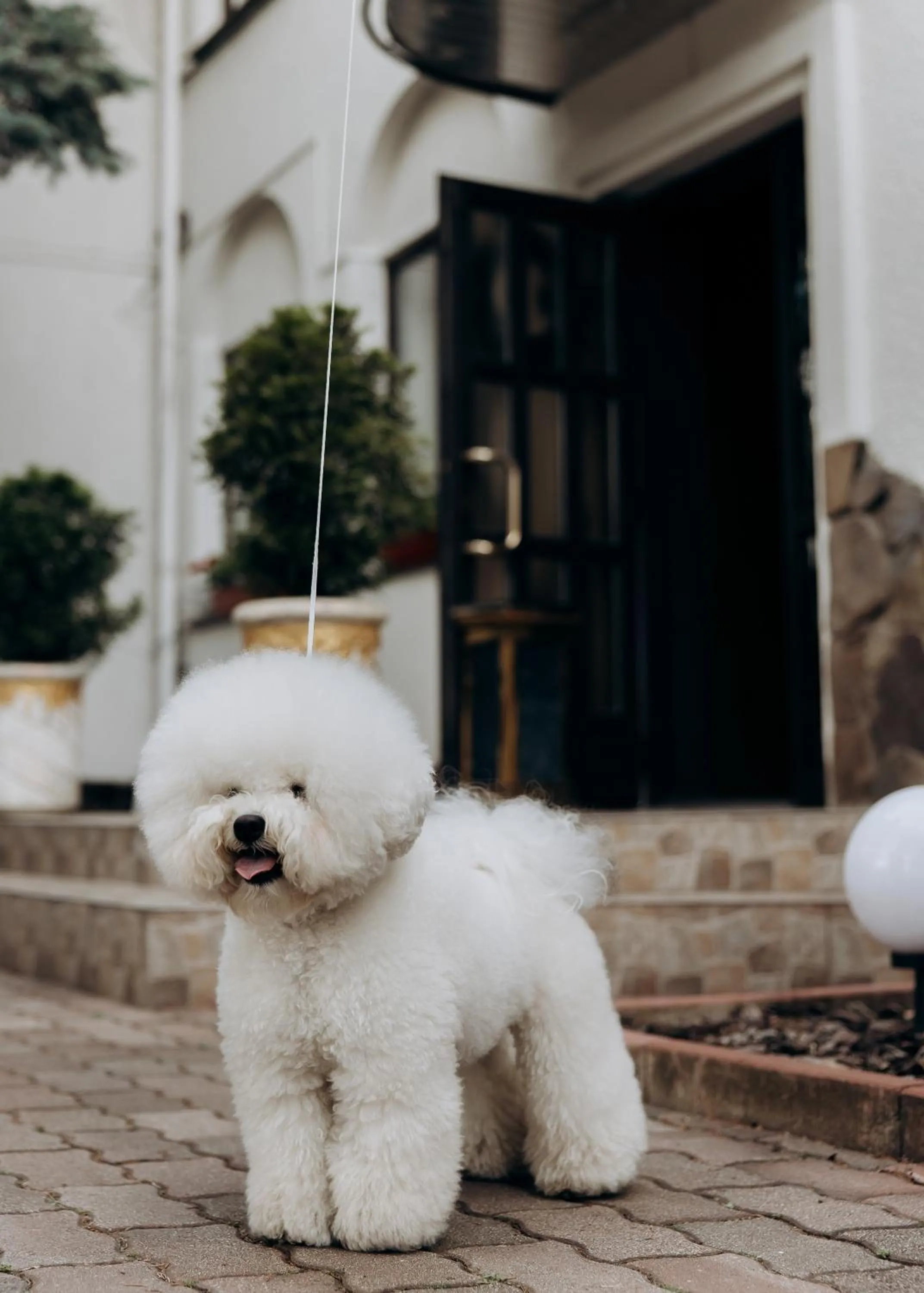 pet friendly in Eduard Hotel