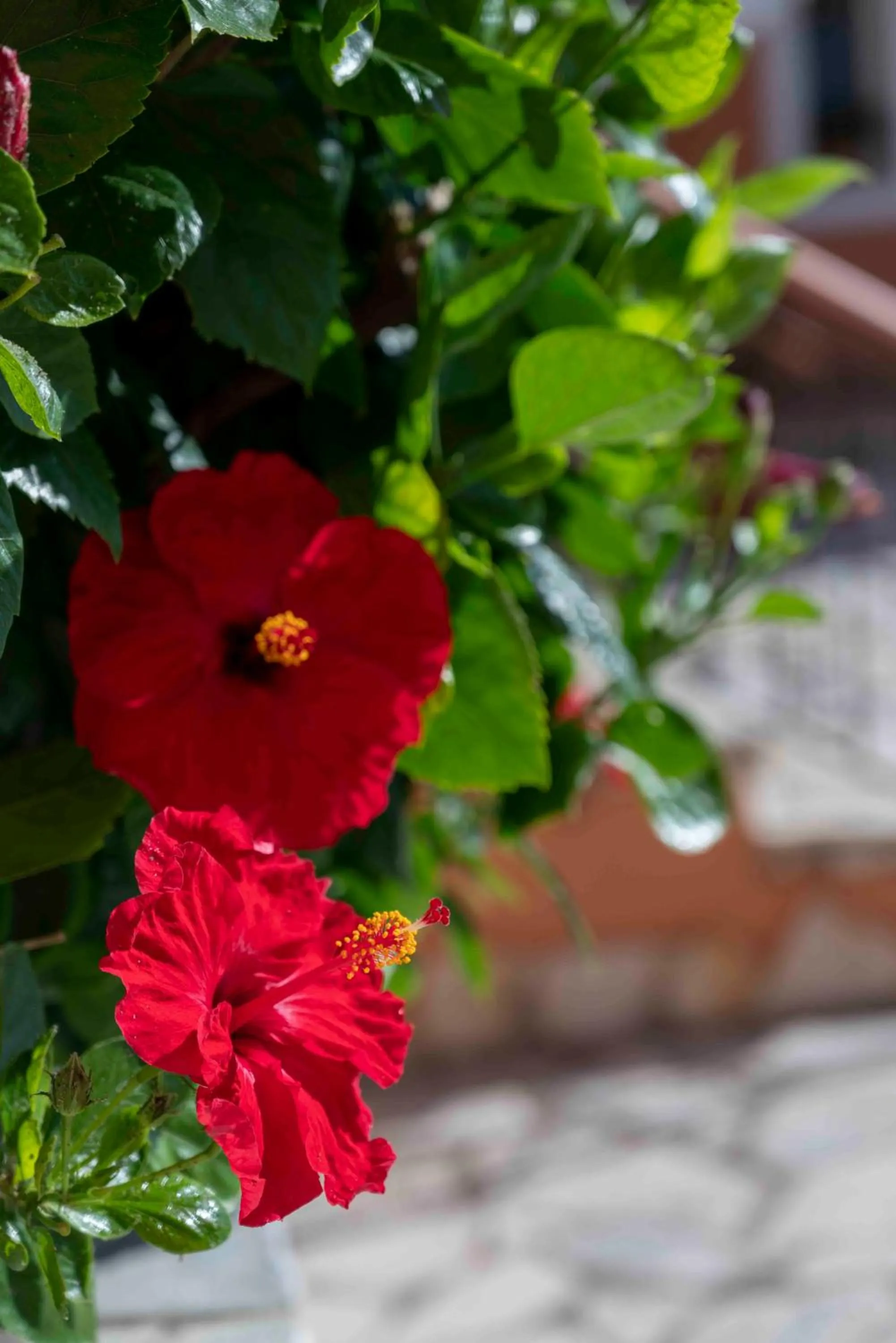 Garden in San Lazzaro