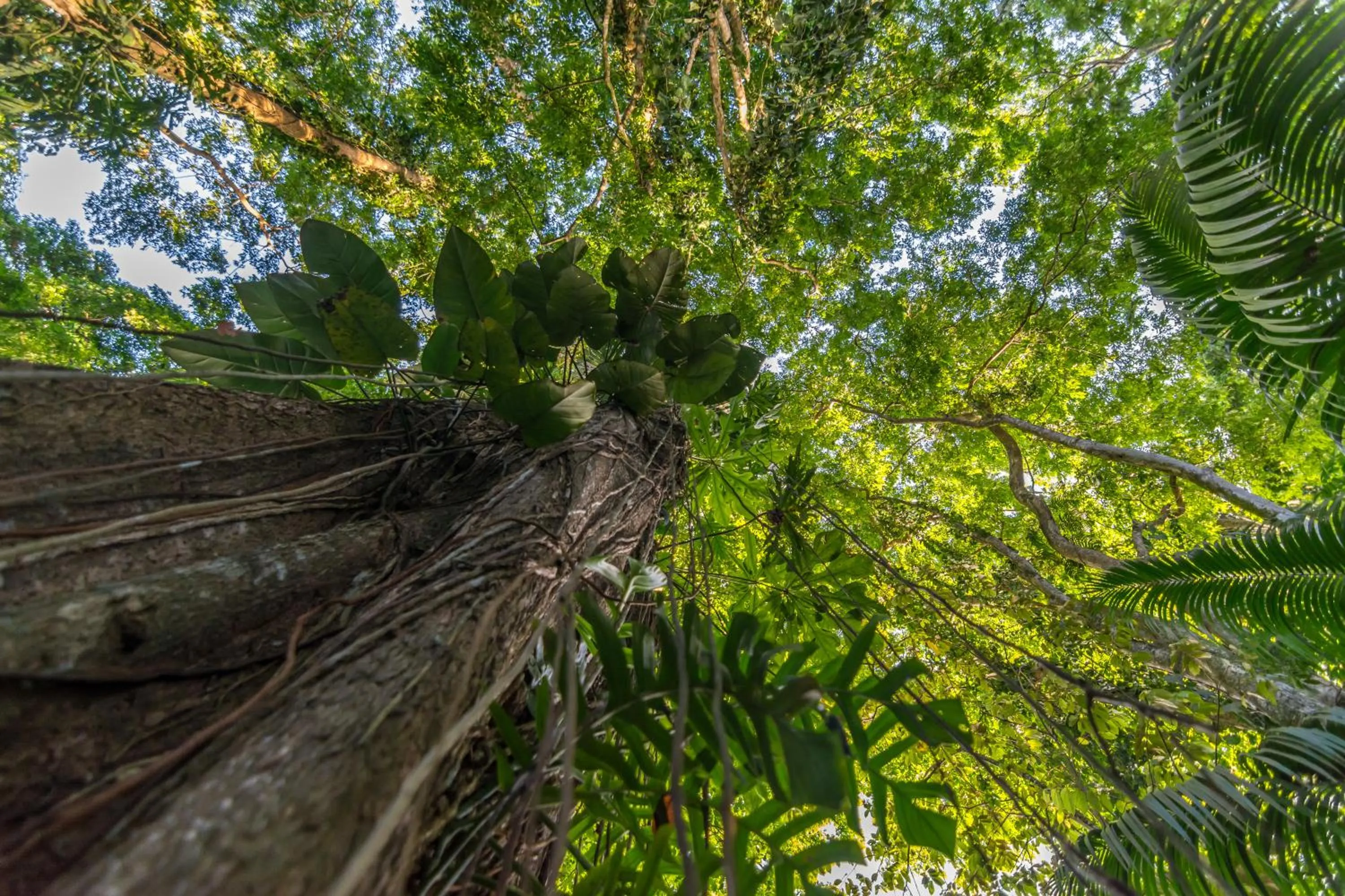 Garden in Cariblue Beach and Jungle Resort