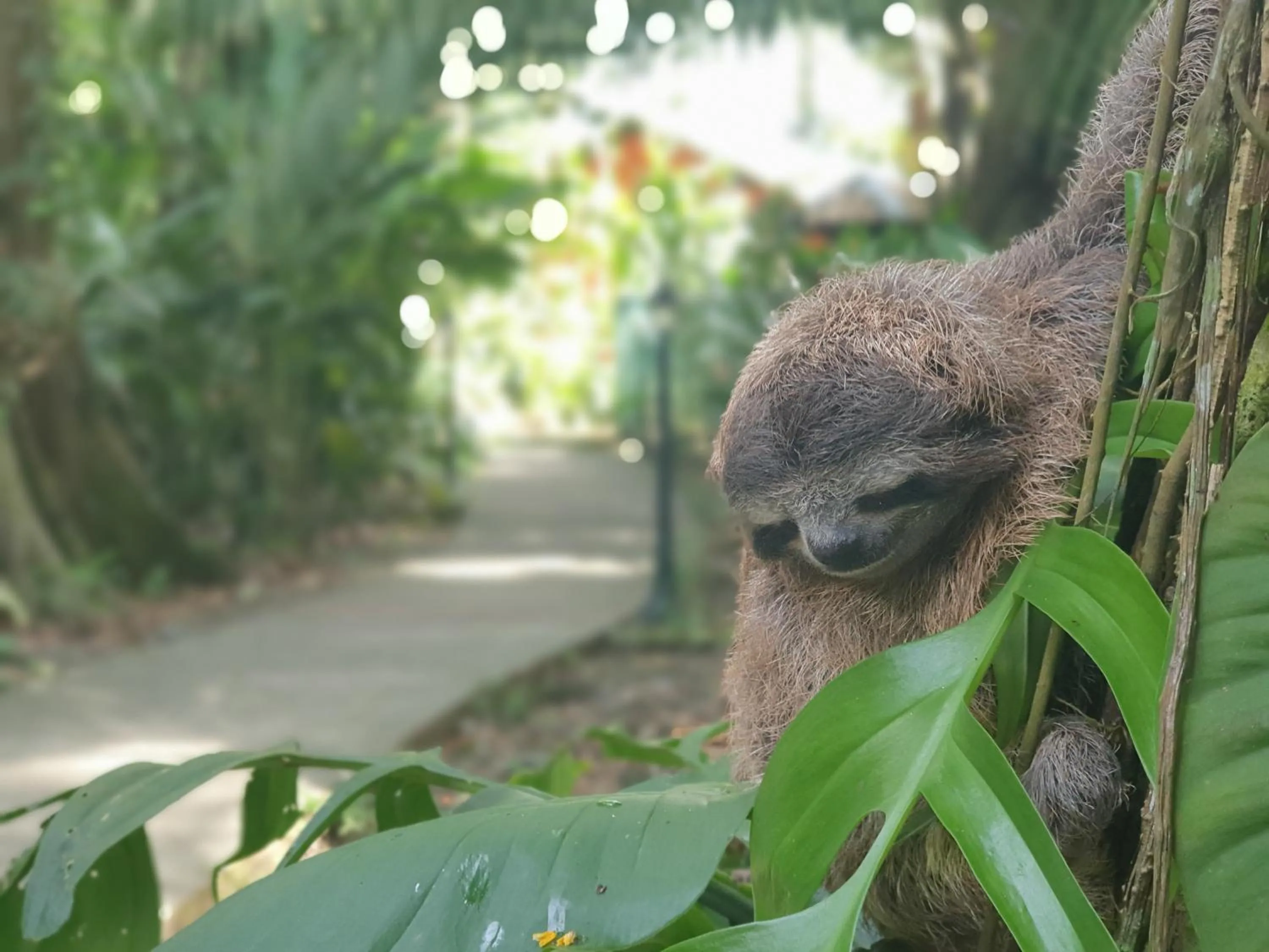 Animals in Cariblue Beach and Jungle Resort