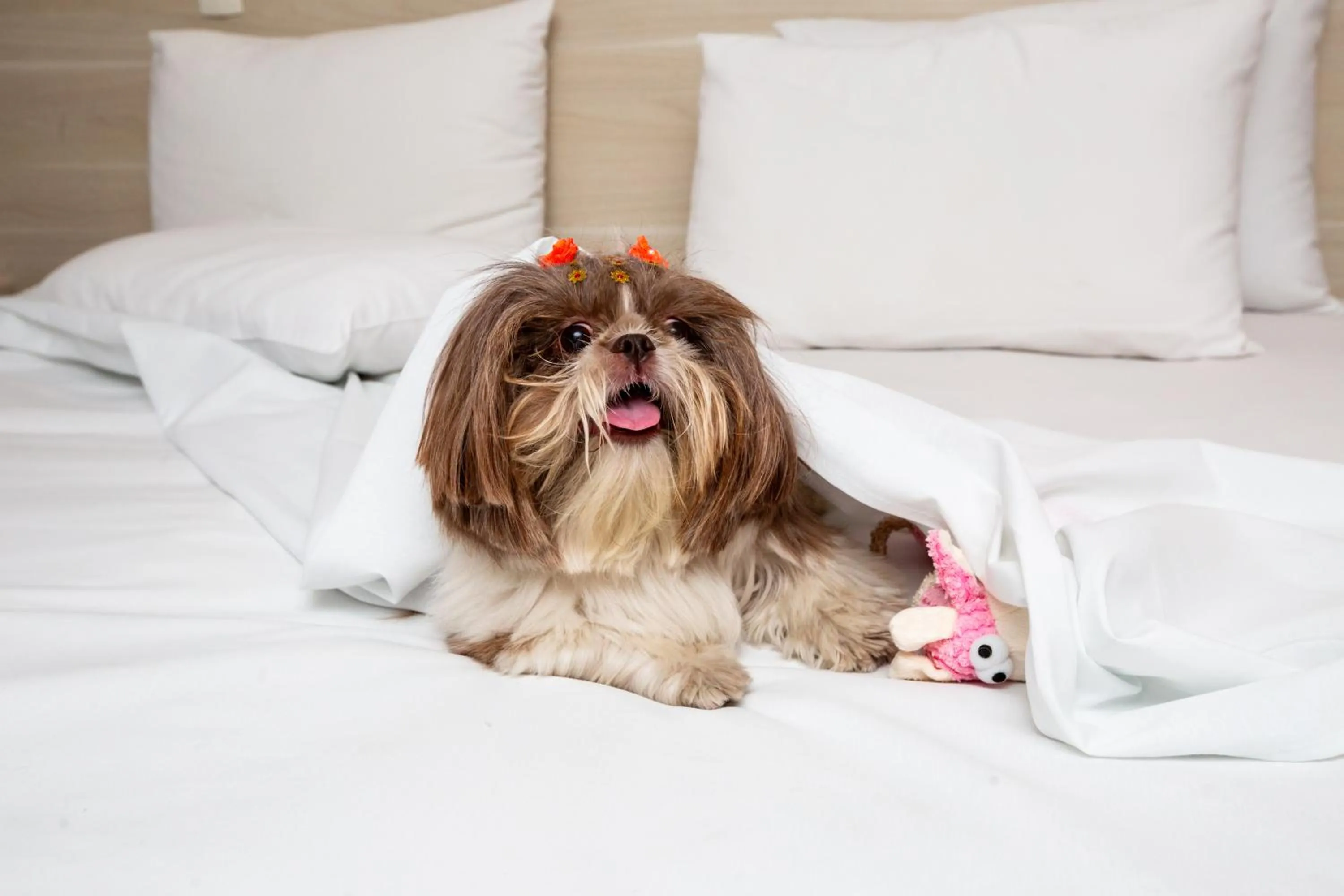 pet friendly in Transamerica Fit Villa Lobos