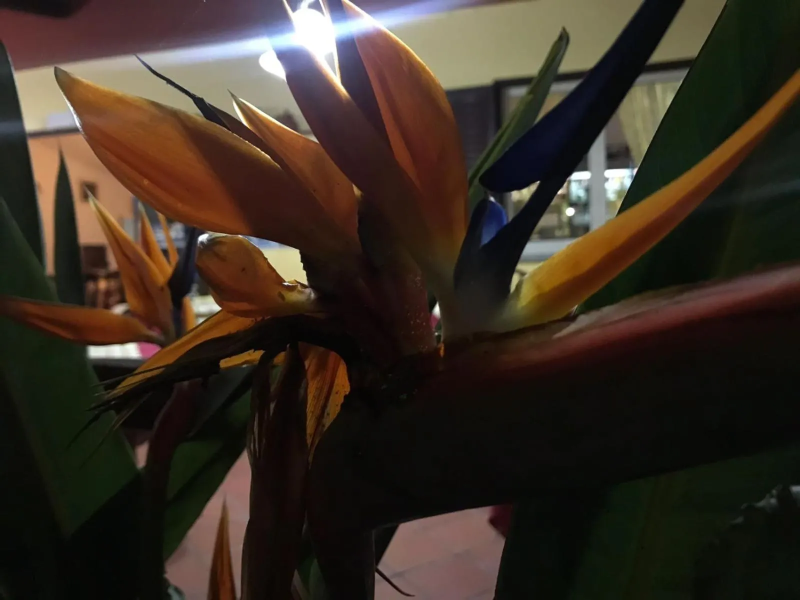 Restaurant/places to eat in Europa rooms and restaurant