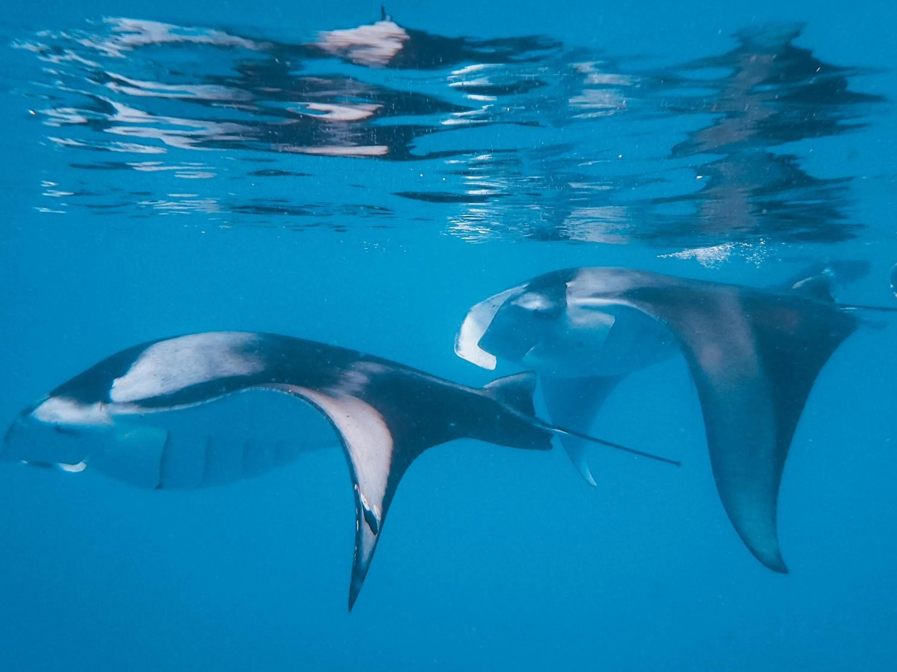 Snorkeling in The Nautilus Maldives