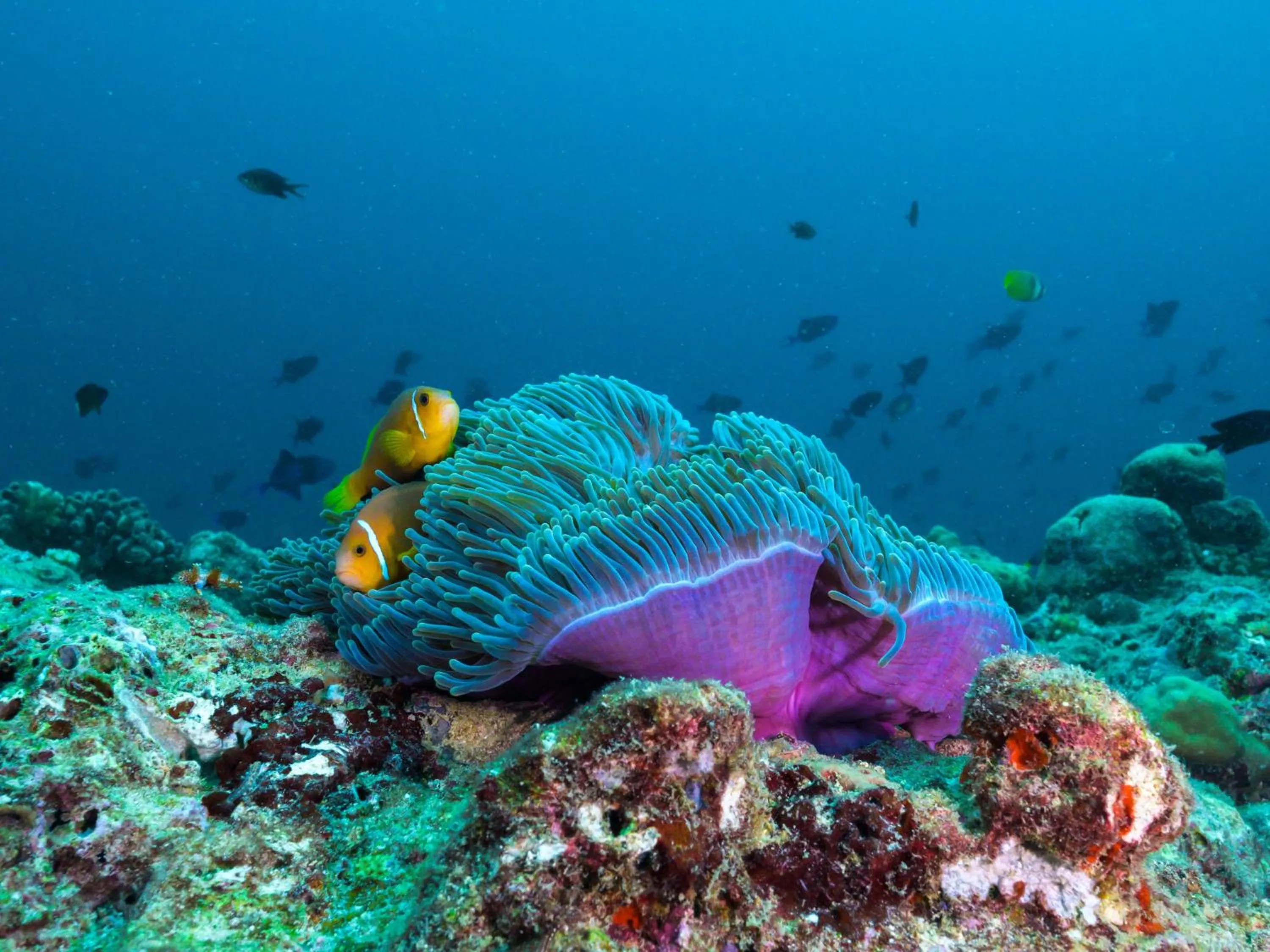 Snorkeling in The Nautilus Maldives